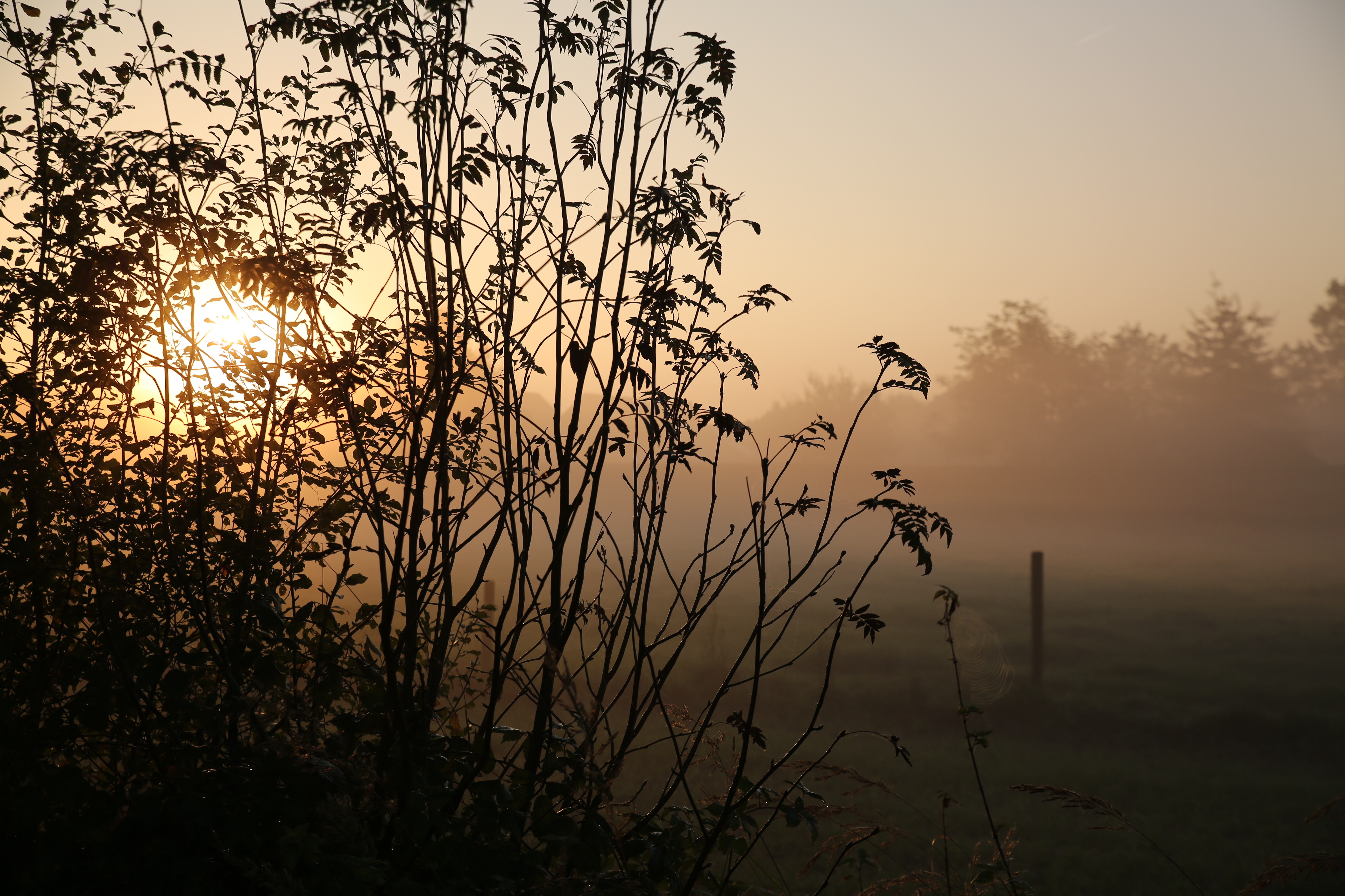 4K morning silhouette of trees in fog HD Wallpaper