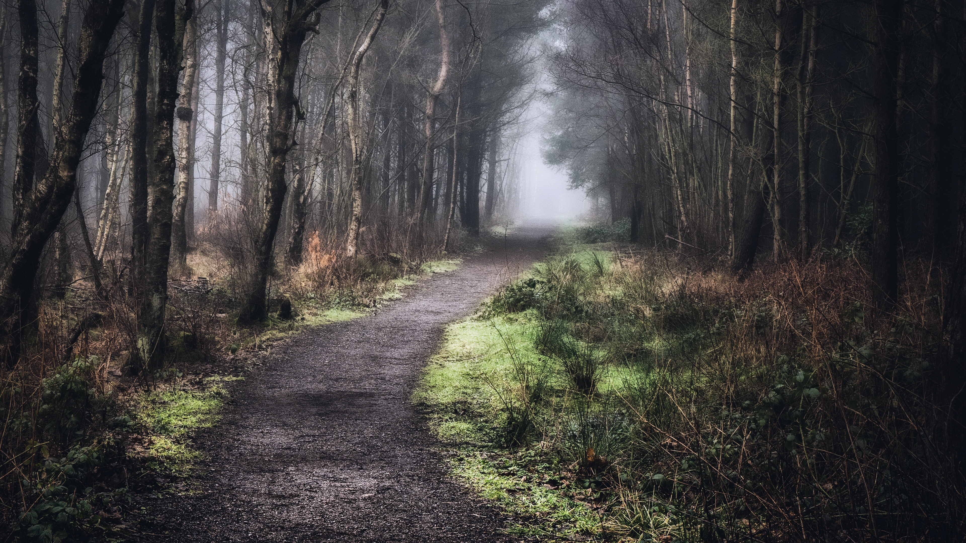 4K path through a misty forest with trees HD Wallpaper