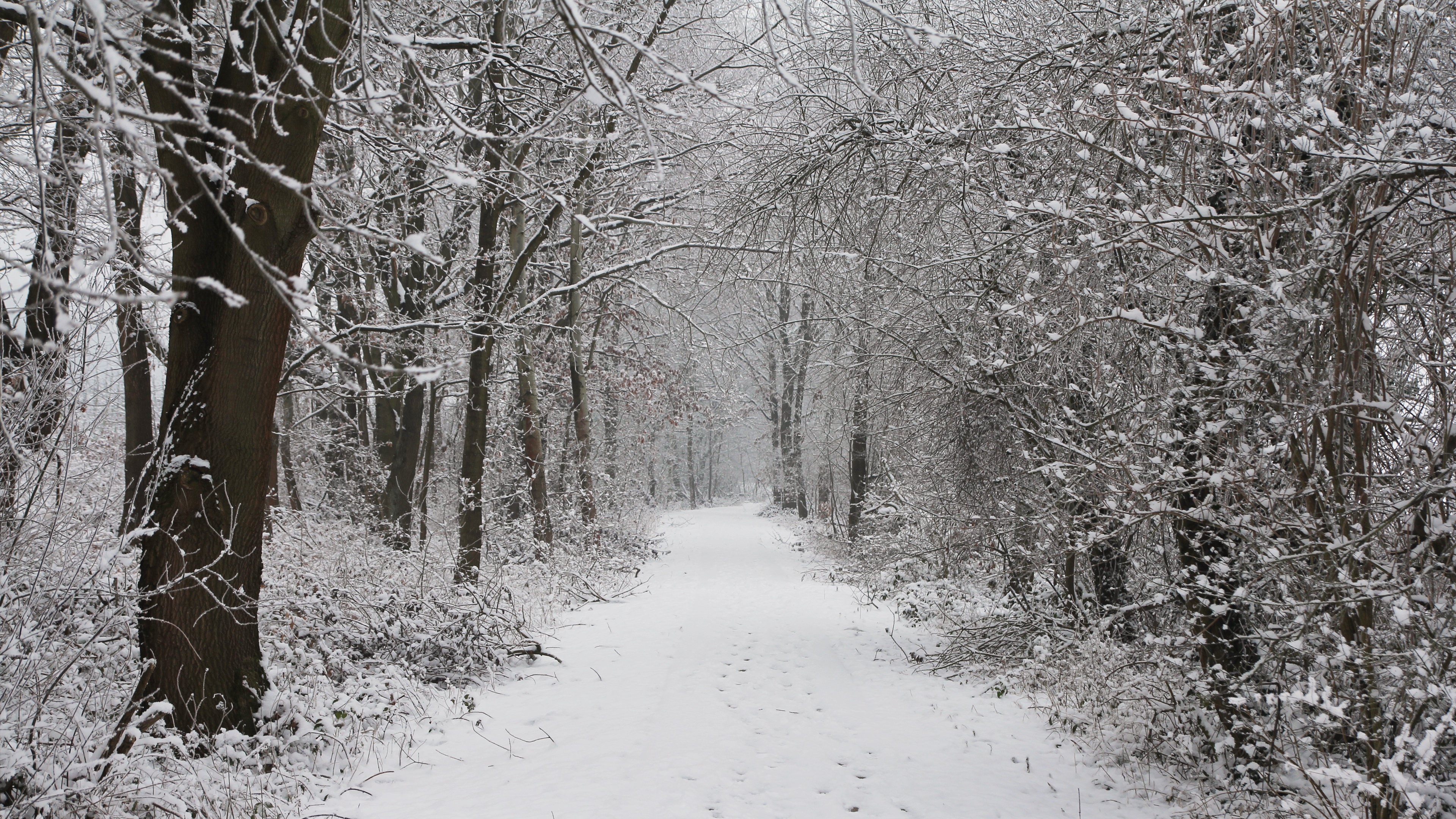 4K snow path through a winter forest HD Wallpaper