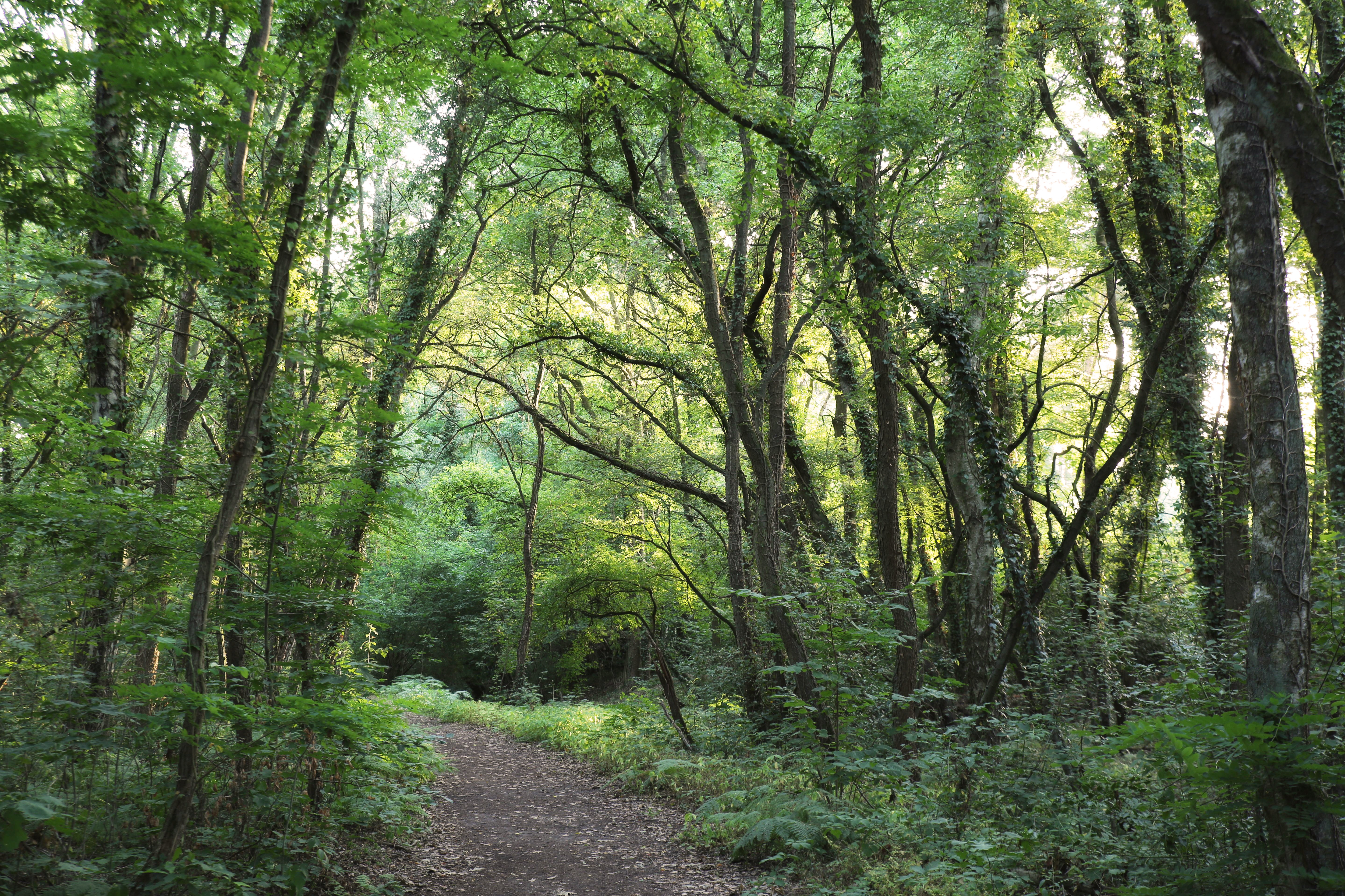 4K forest path with trees and sunlight HD Wallpaper