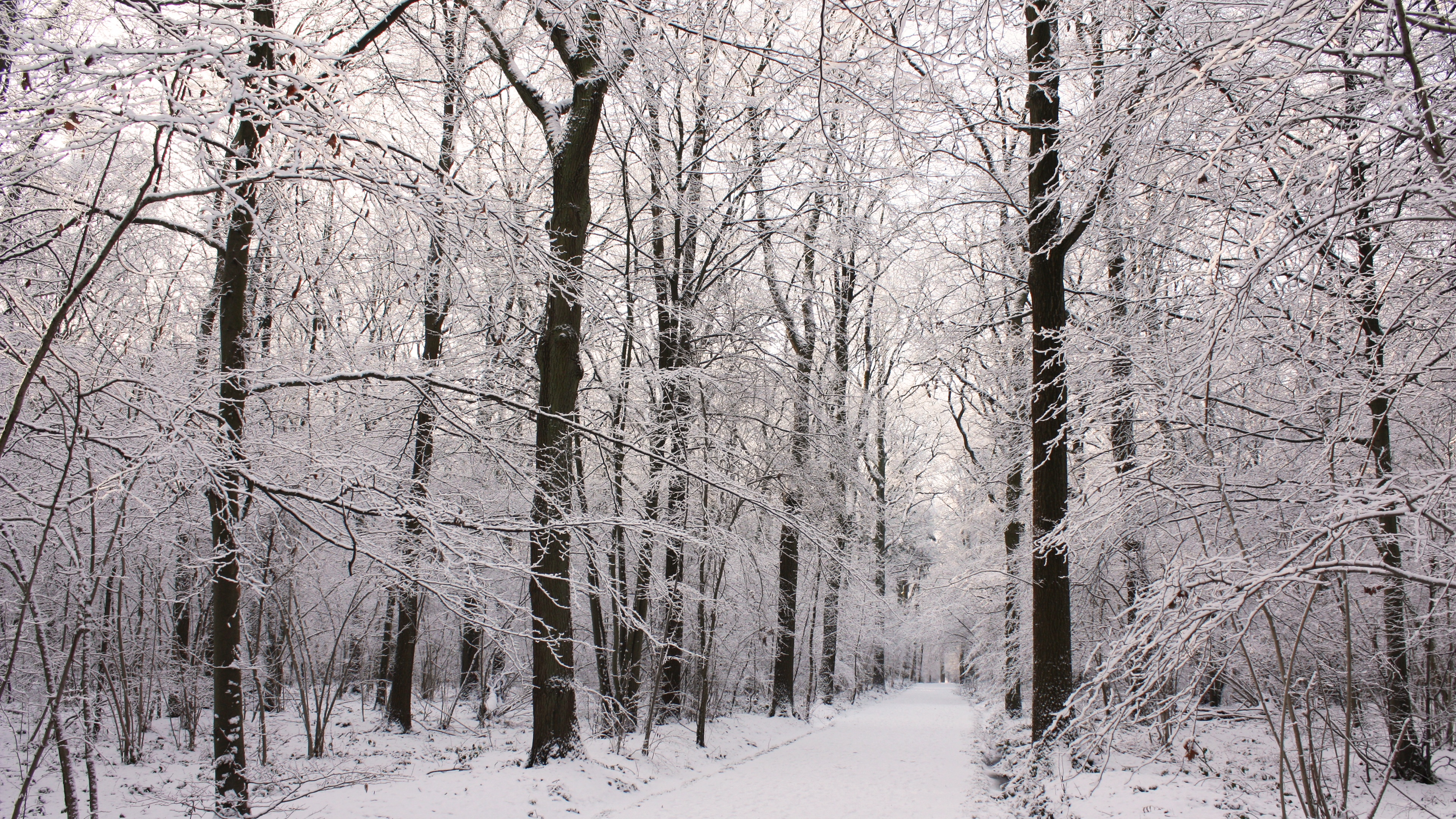 4K forest path covered in snow during winter HD Wallpaper