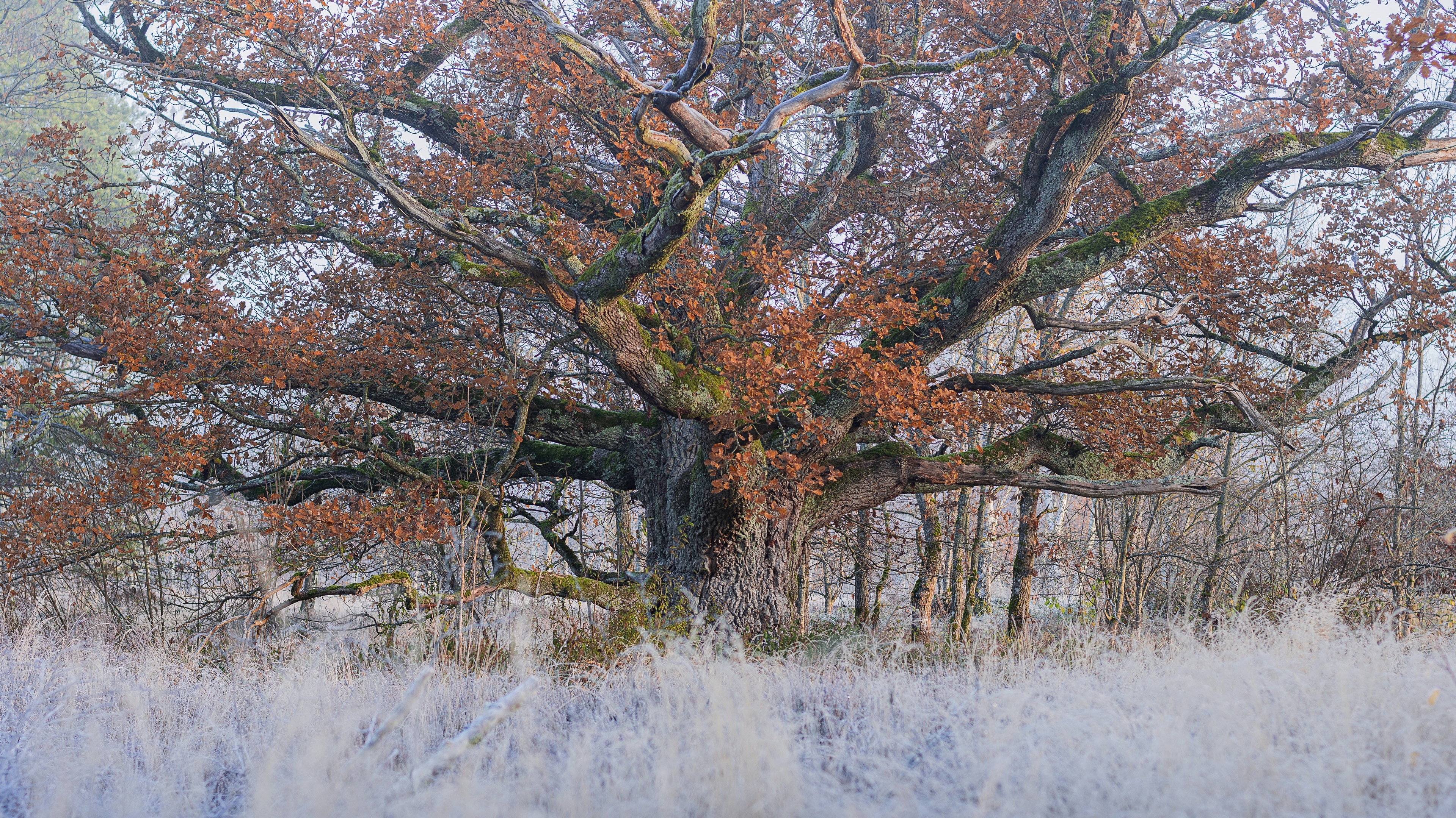 4K old oak tree in fall with frost HD Wallpaper