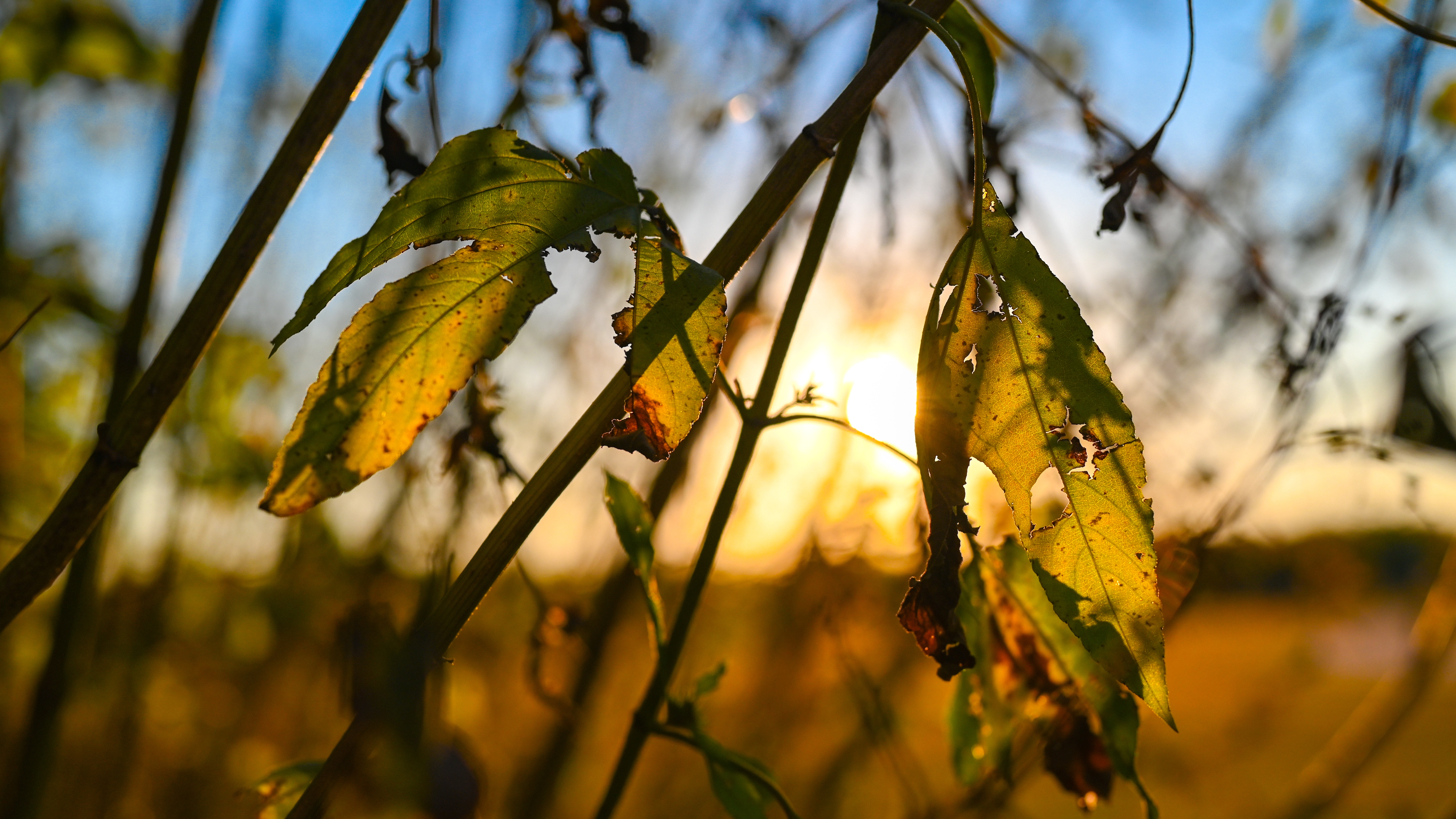 Plants and leaves at sunset with bokeh HD Wallpaper