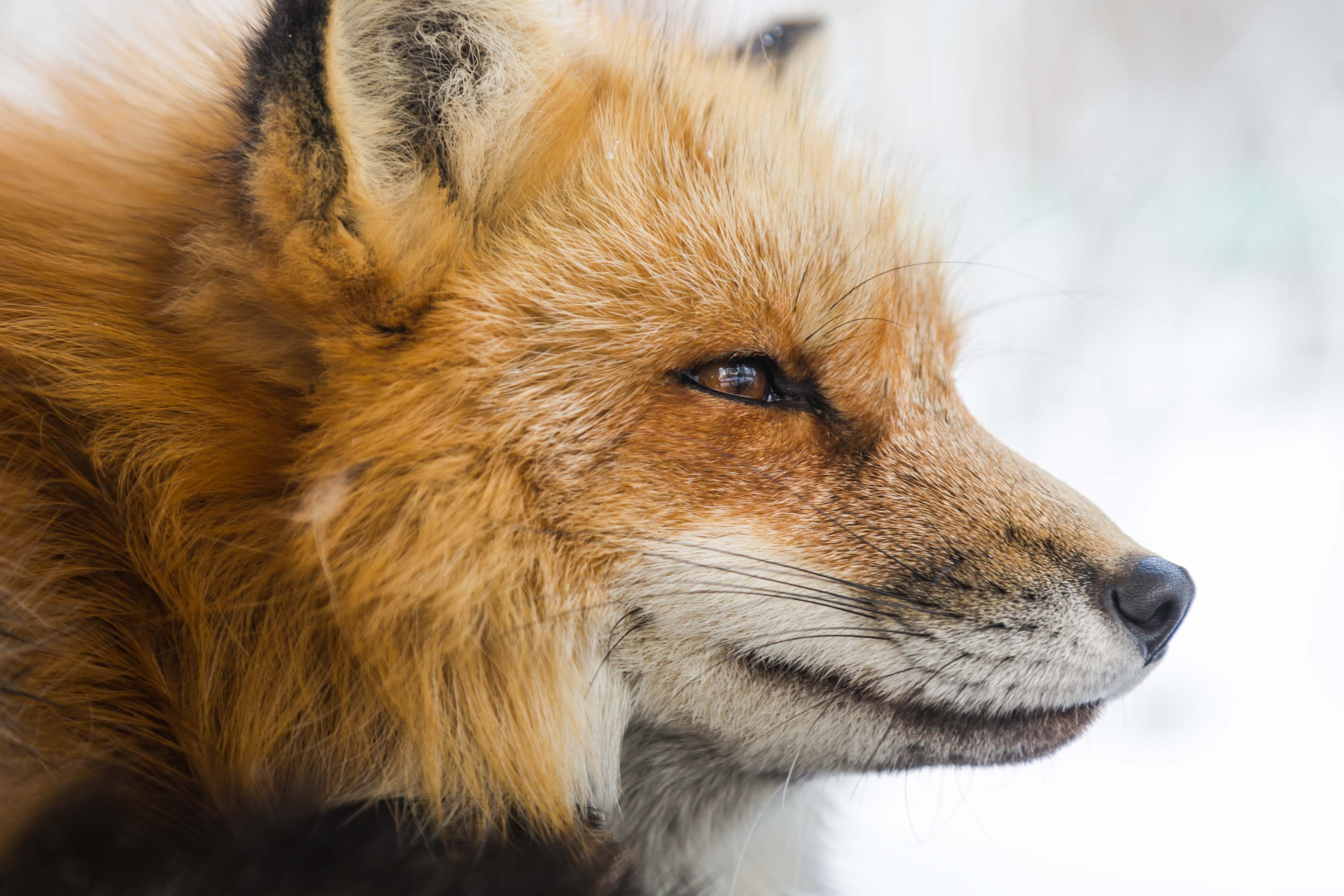4K Red Fox Close-up HD Wallpaper