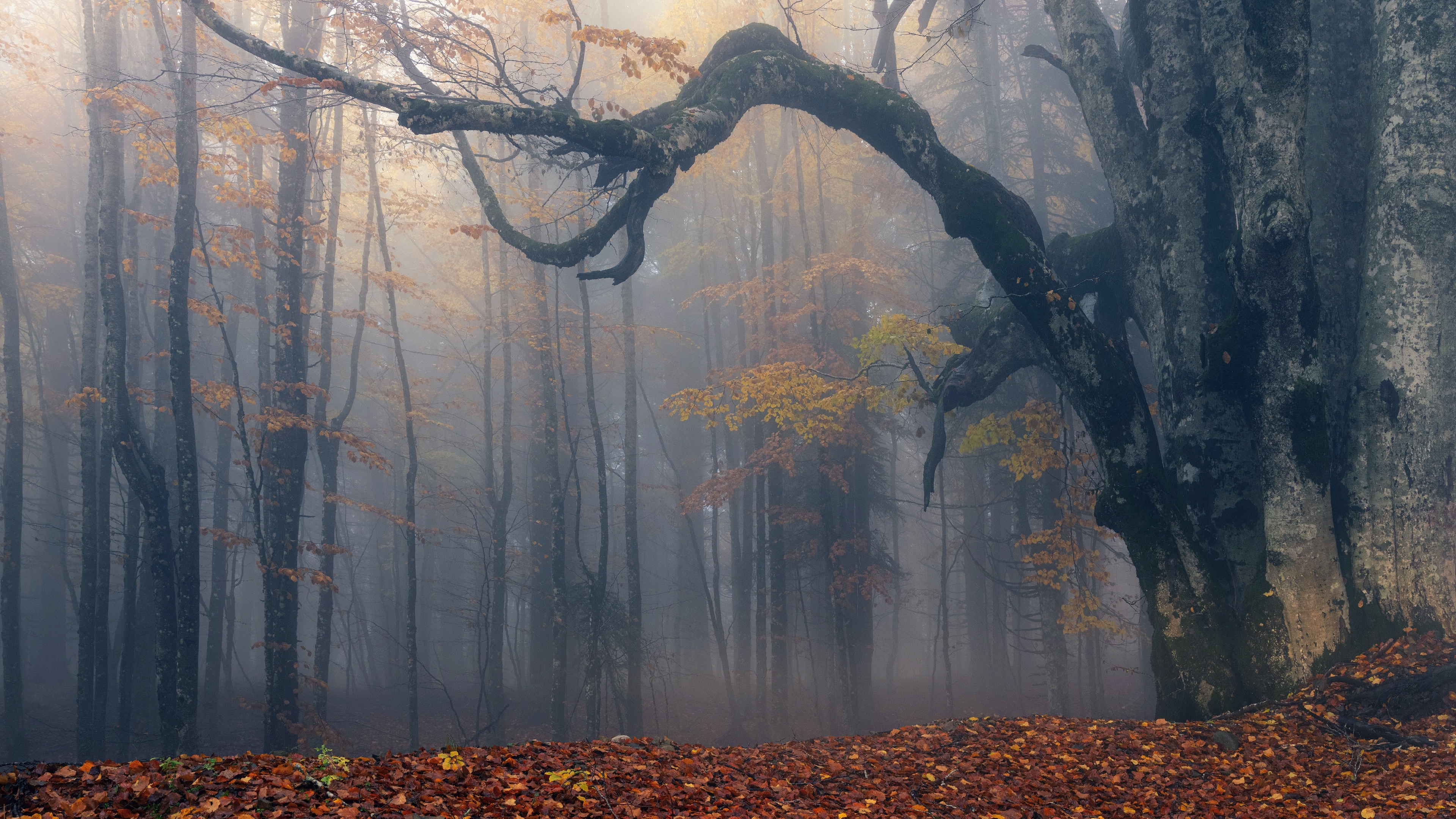 4K misty forest with fallen leaves HD Wallpaper