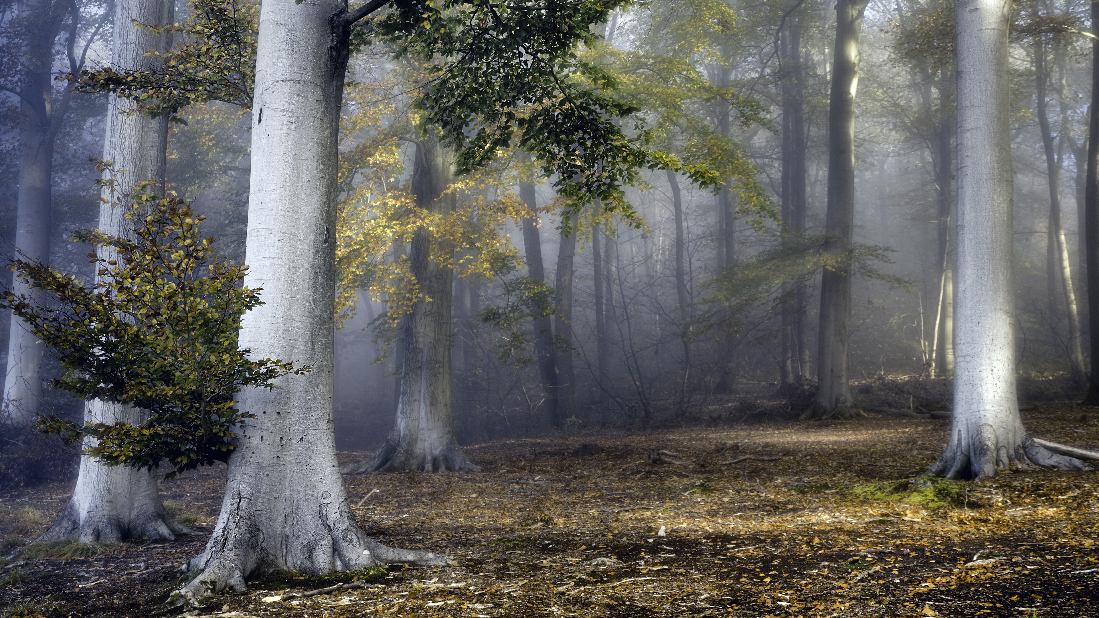 4K forest with tall trees and fall foliage HD Wallpaper