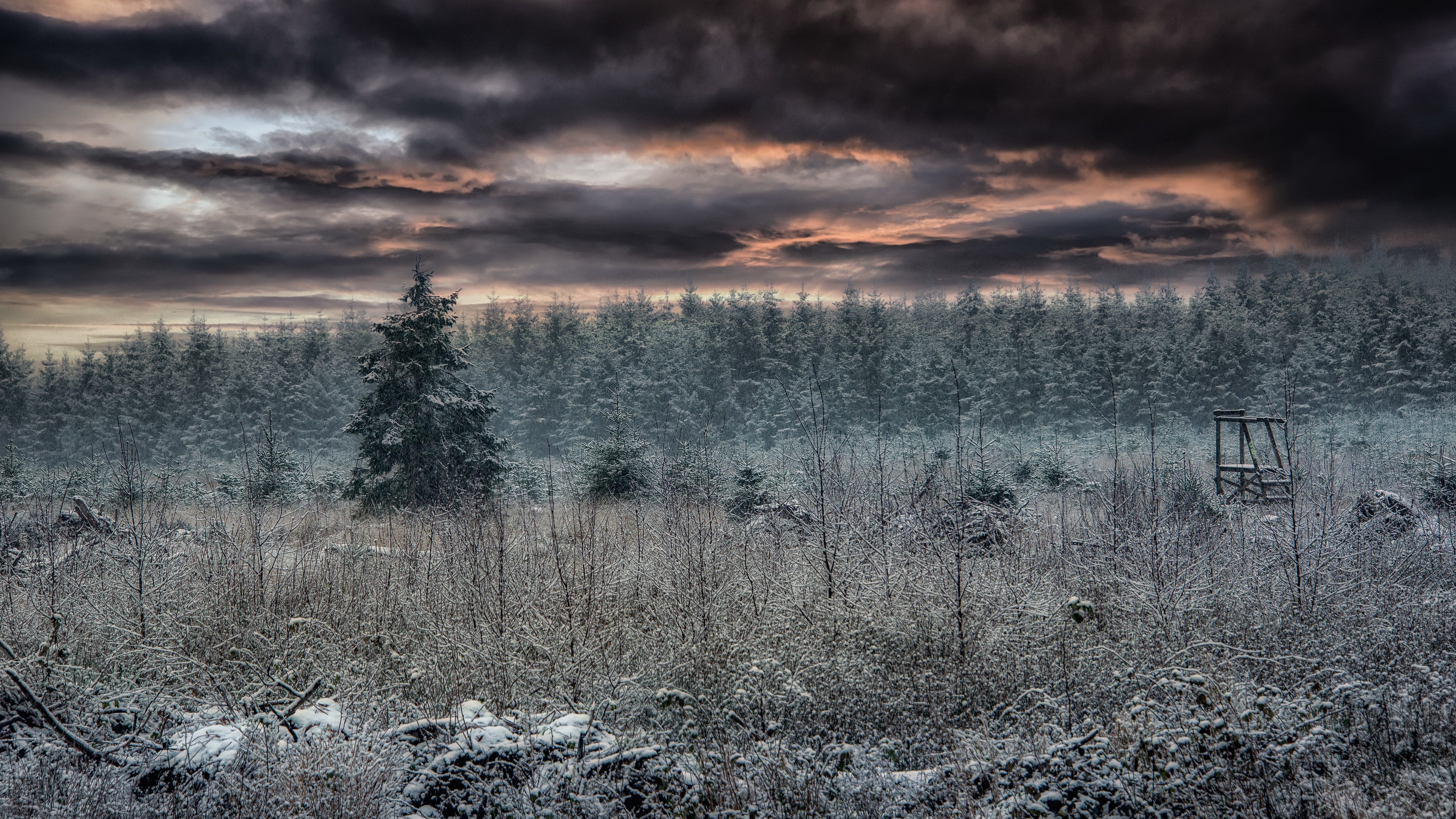 Winter forest landscape with dramatic clouds HD Wallpaper
