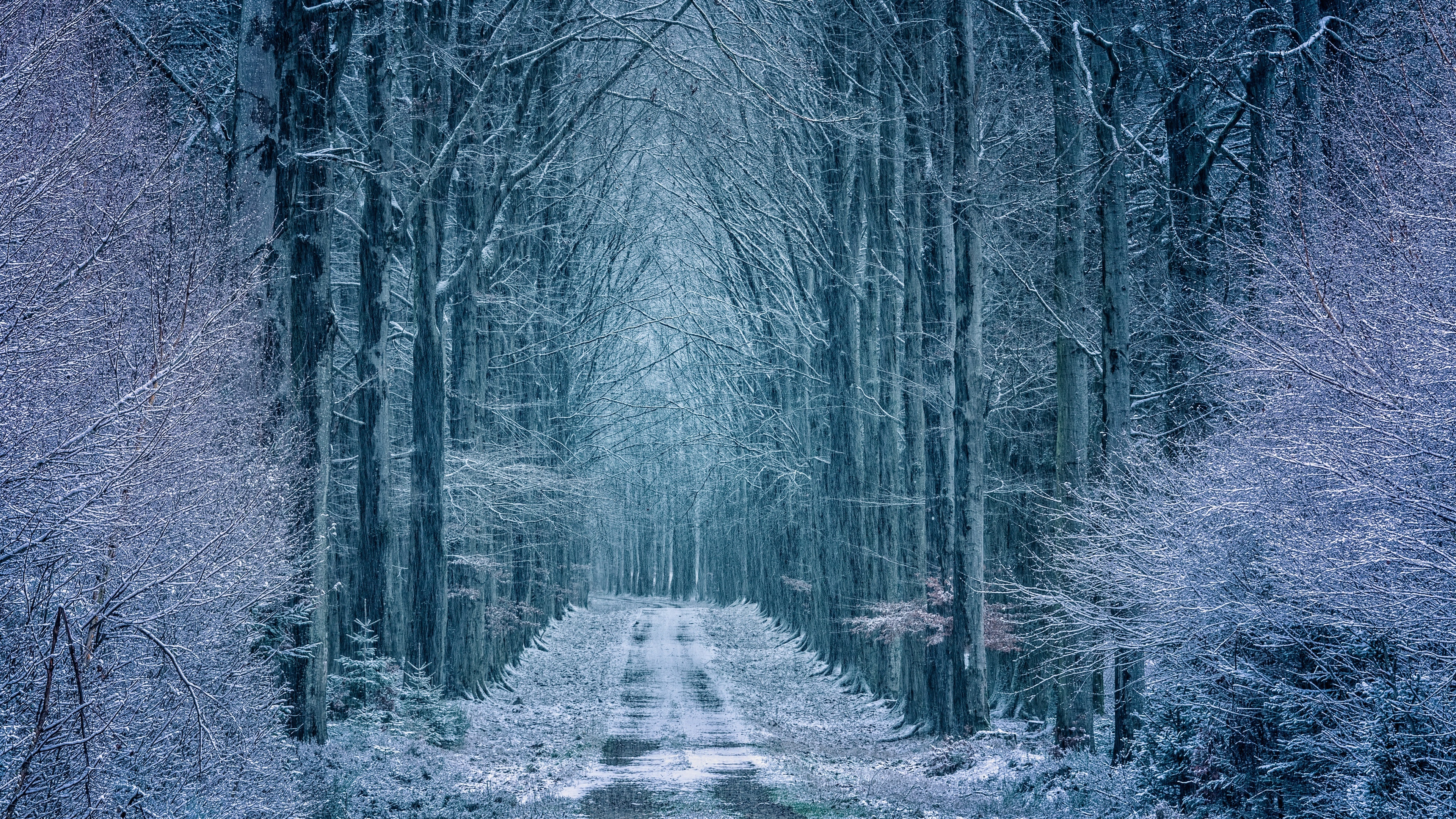 4K winter forest with a snow-covered dirt road HD Wallpaper