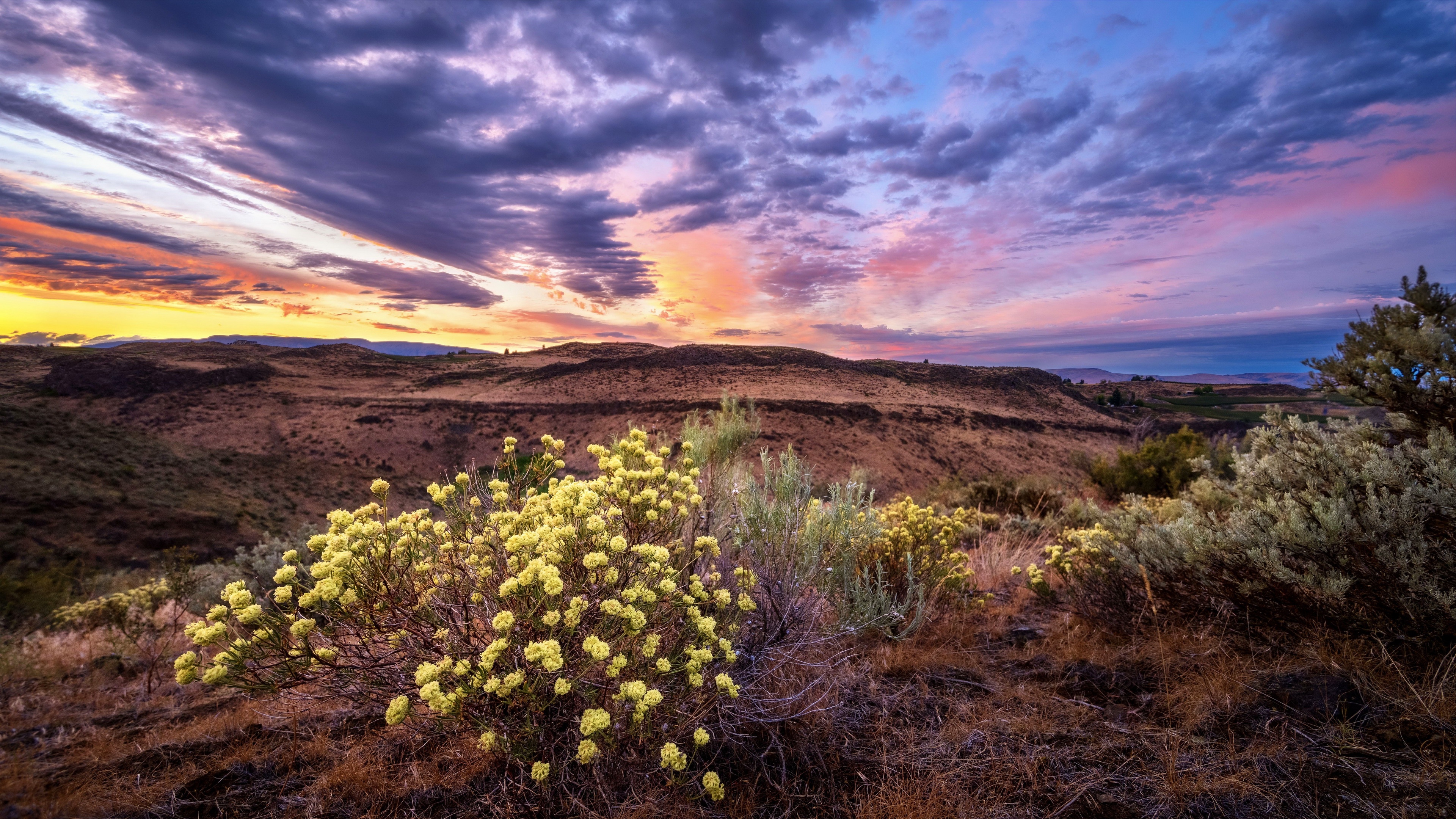 Sunset over rolling hills with yellow wildflowers HD Wallpaper