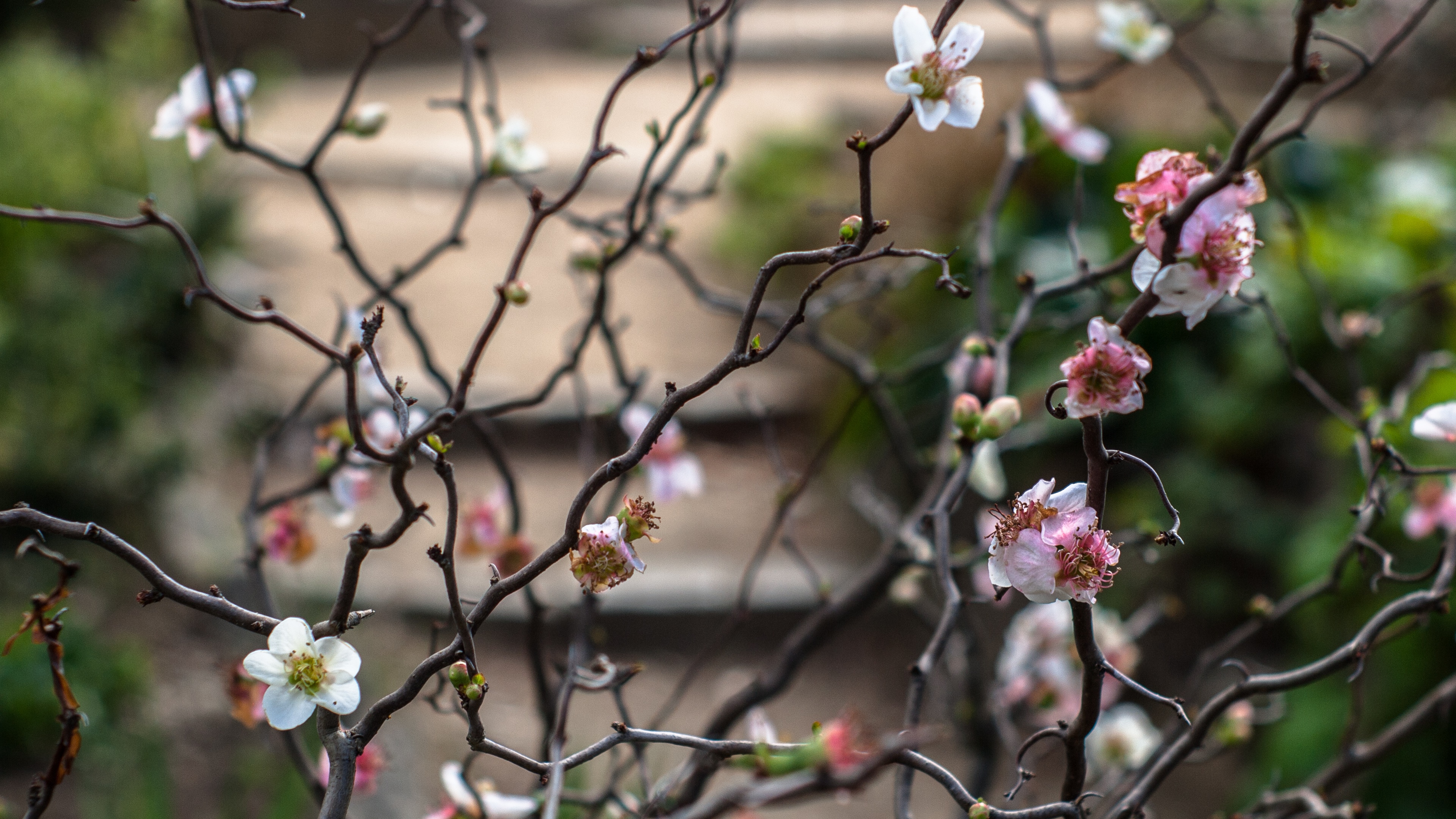 4K bokeh of blooming cherry blossom twigs HD Wallpaper