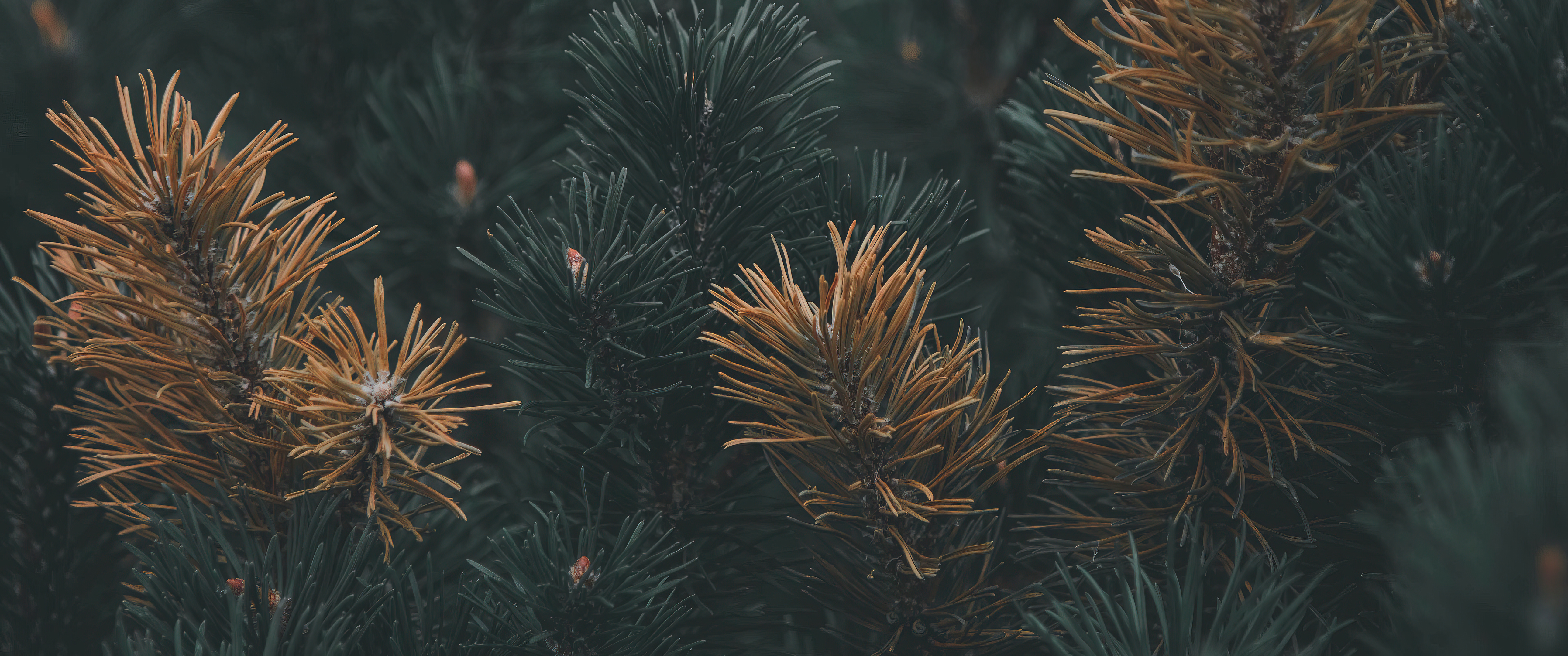 Macro view of pine needles with depth of field HD Wallpaper