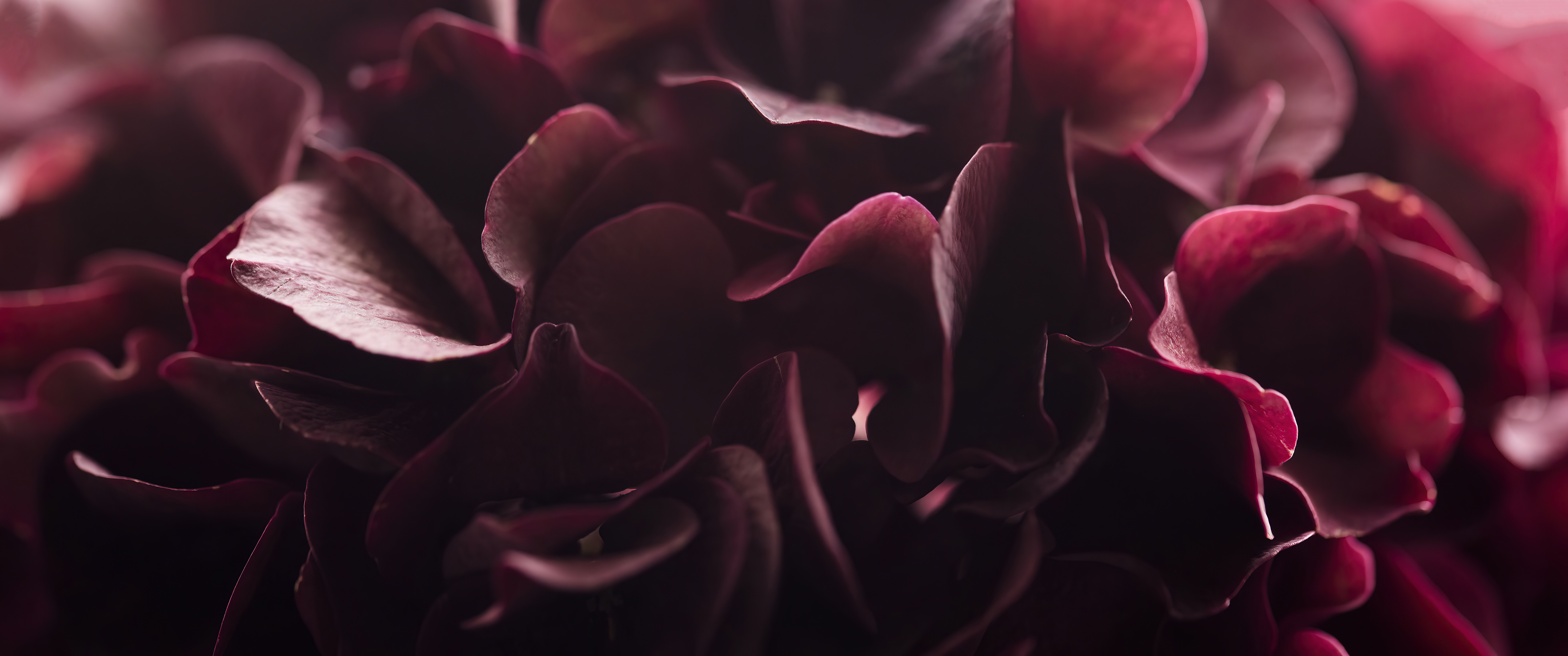 Macro view of dark red flower petals HD Wallpaper