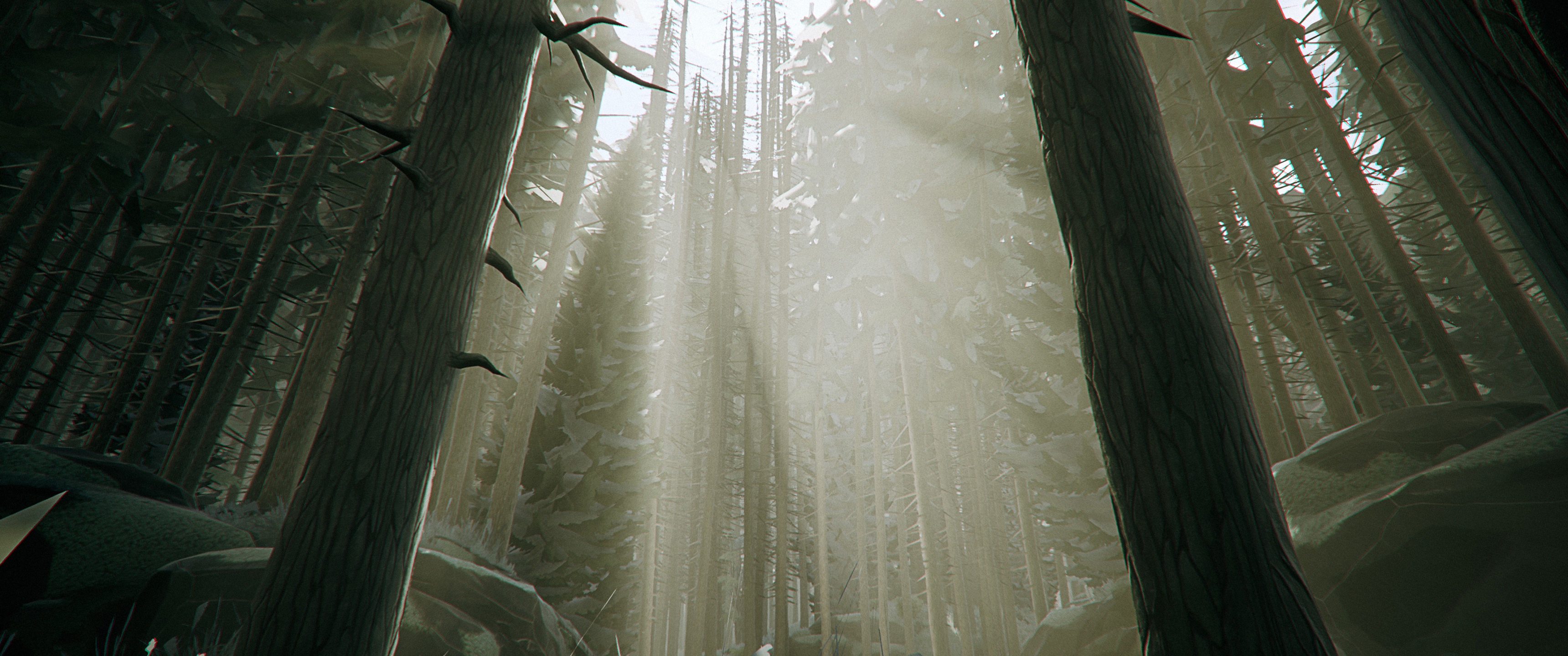 Forest with sunbeams filtering through trees HD Wallpaper