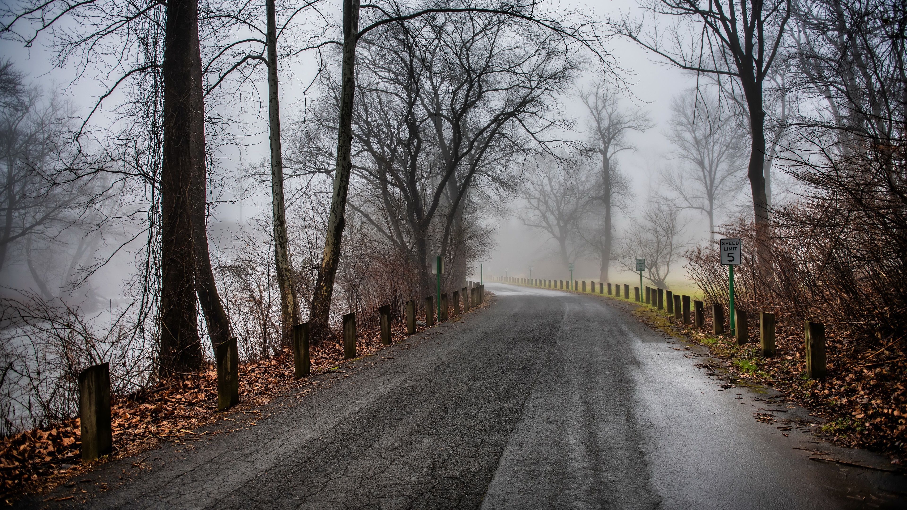 4K foggy road through trees in fall HD Wallpaper