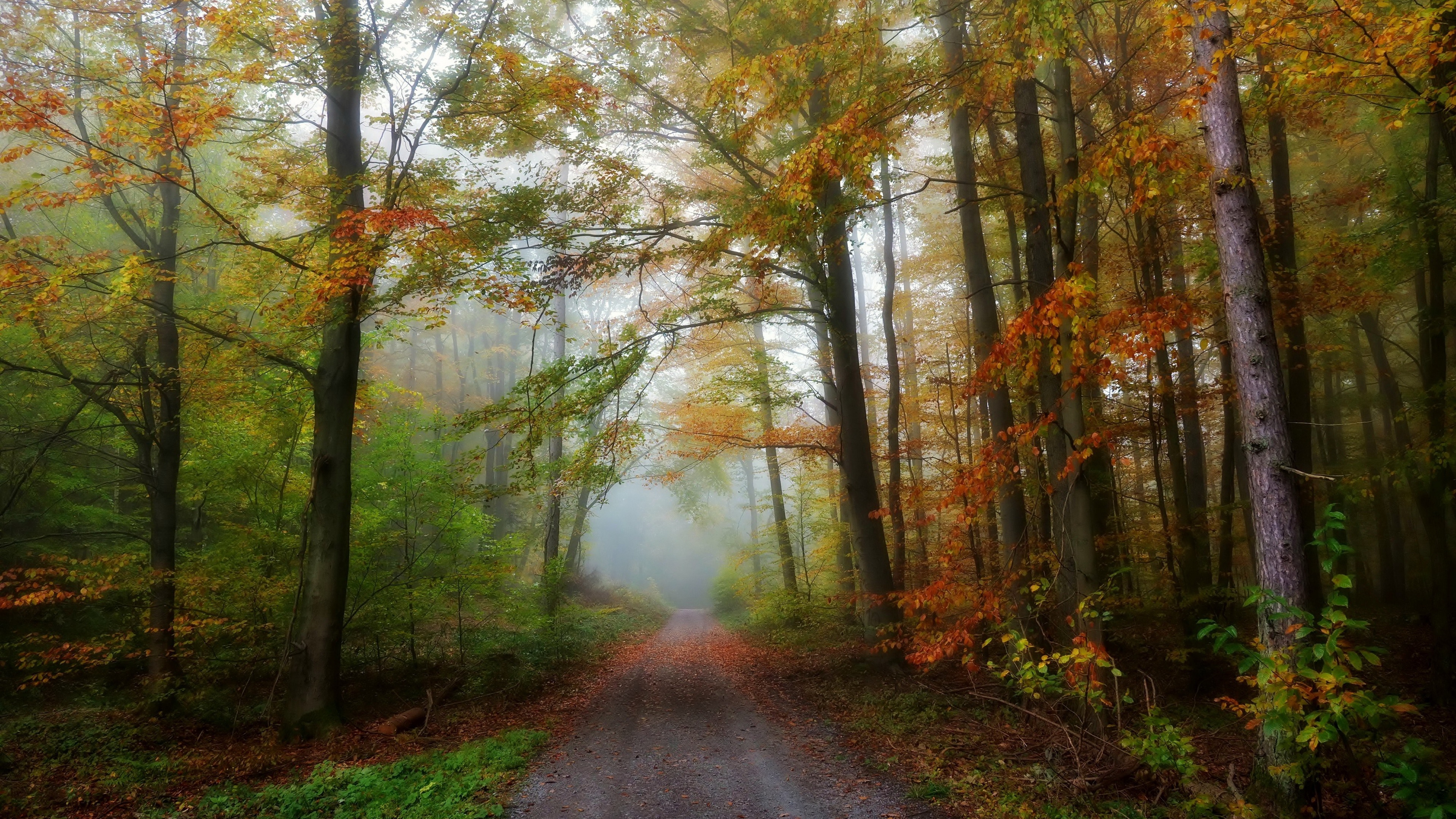 4K pathway through a misty autumn forest HD Wallpaper