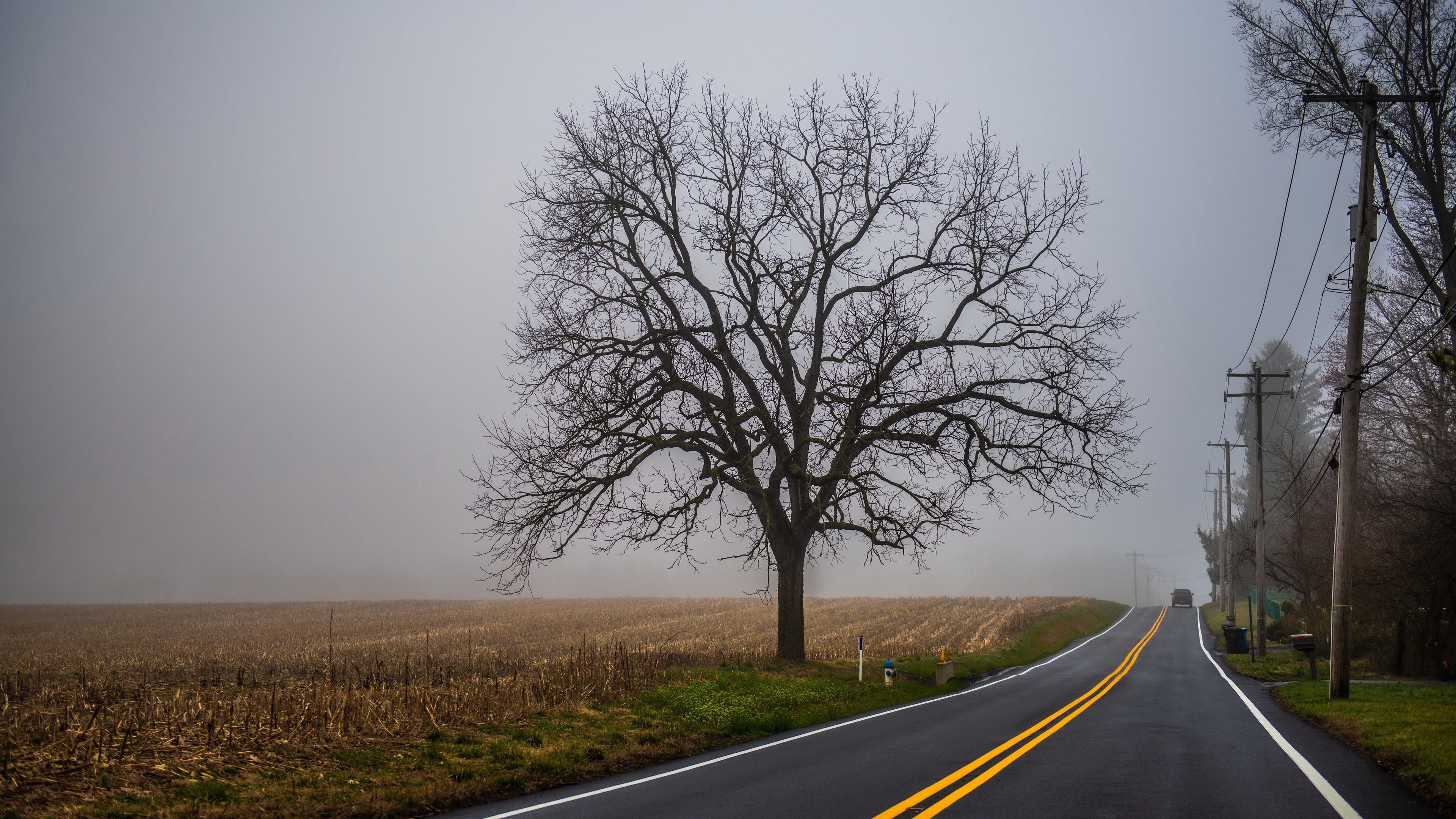 4K misty landscape with a bare tree and road HD Wallpaper
