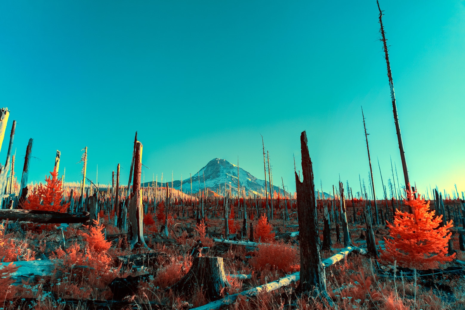 Desolate landscape with mountain and burnt trees HD Wallpaper