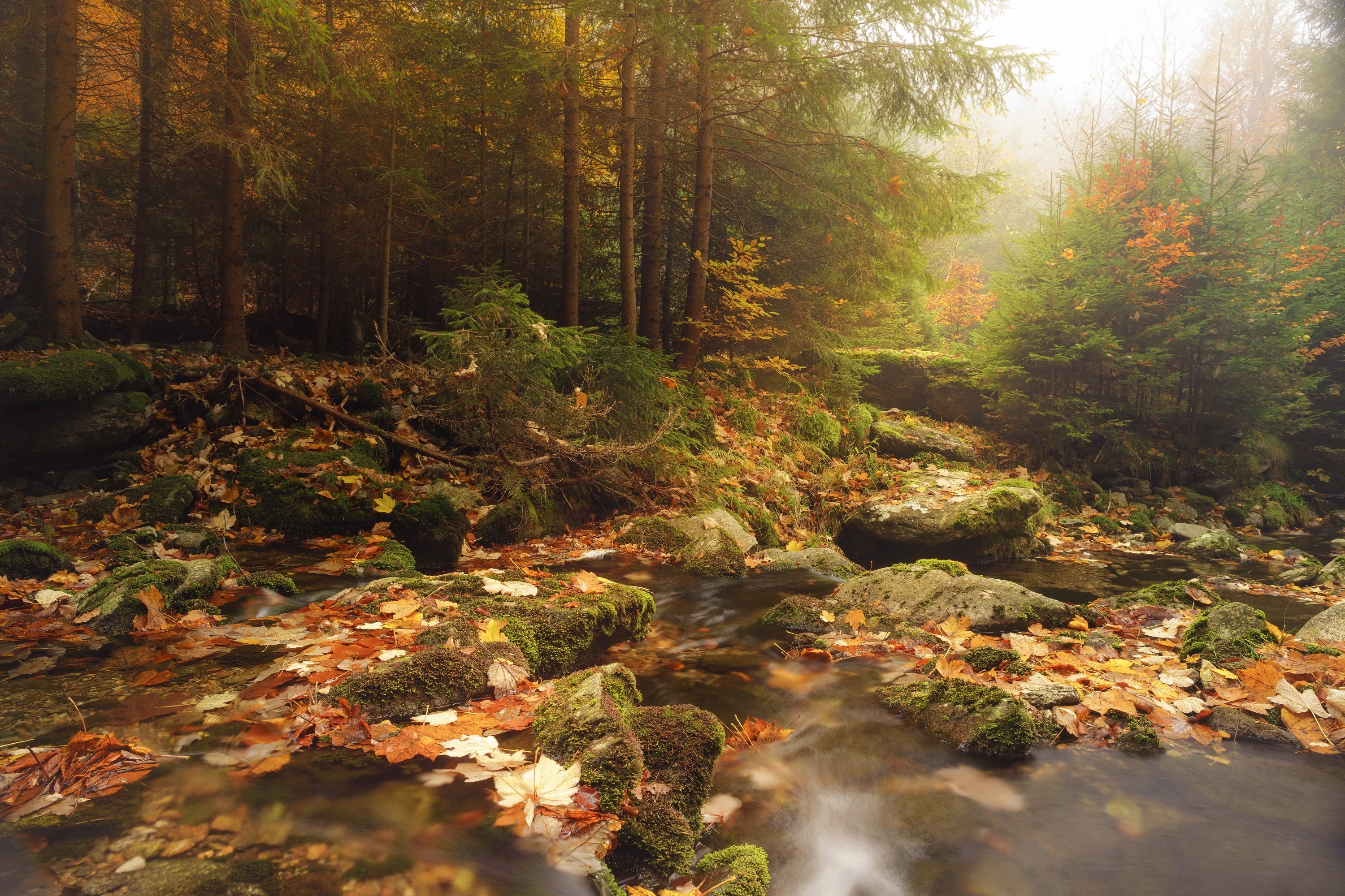 Autumn forest creek with fallen leaves and mossy rocks HD Wallpaper