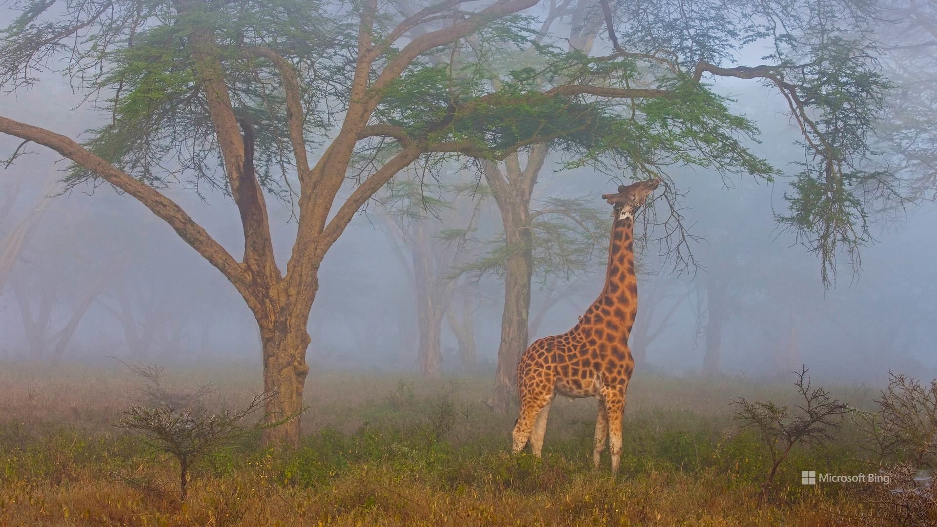 Giraffe eating leaves in a misty forest HD Wallpaper