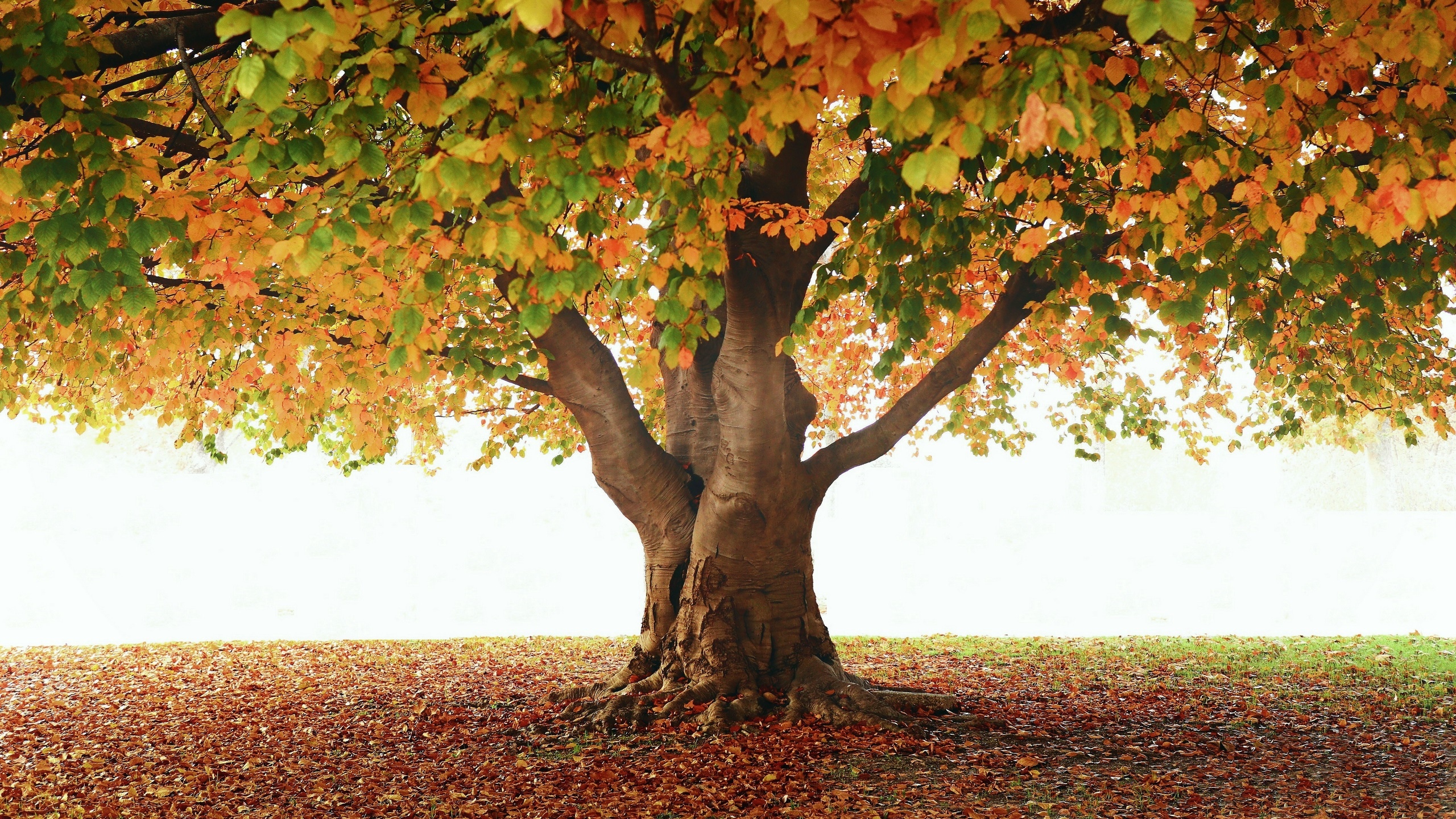 A large tree with colorful autumn leaves HD Wallpaper