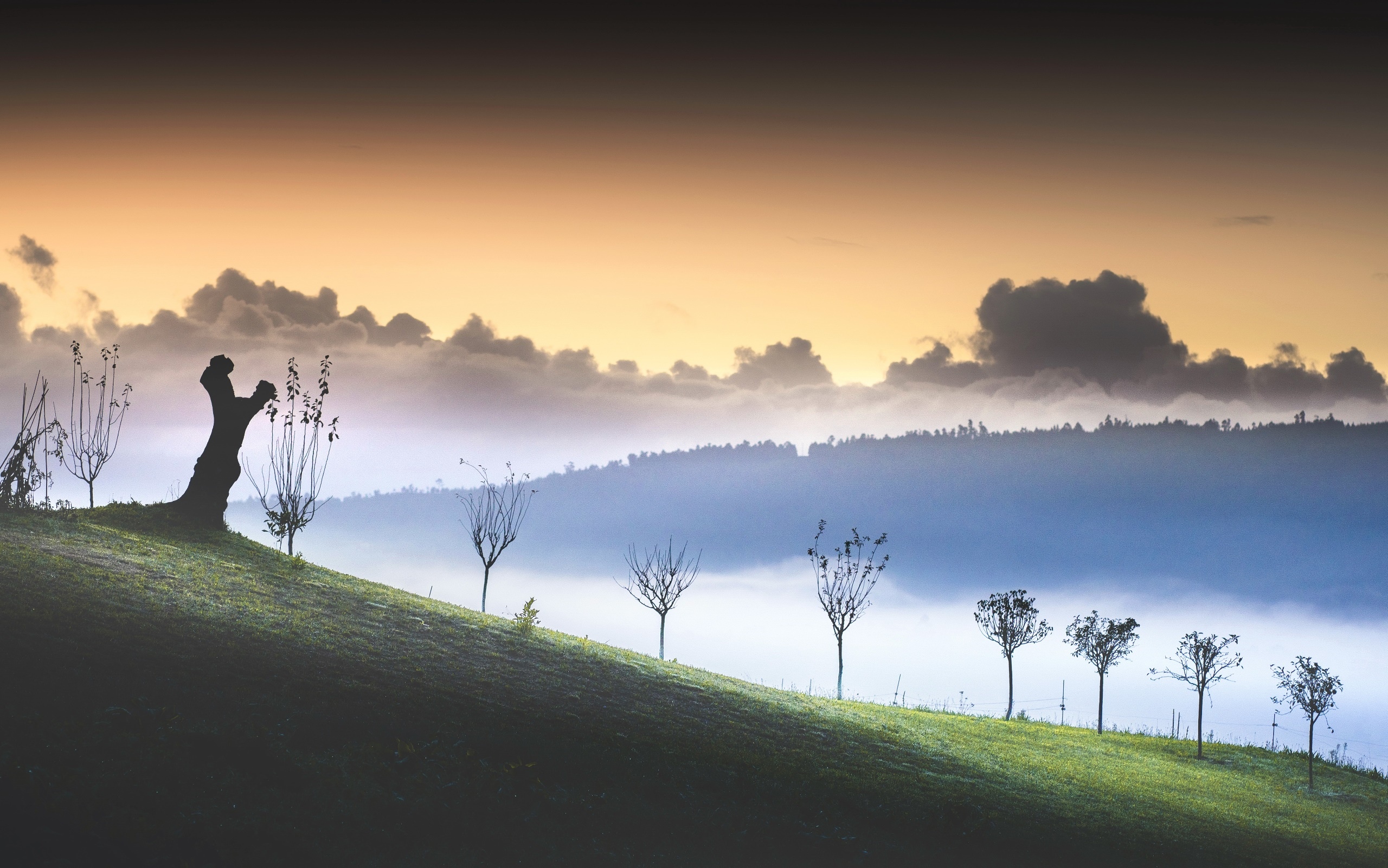 Misty landscape with trees at sunrise HD Wallpaper