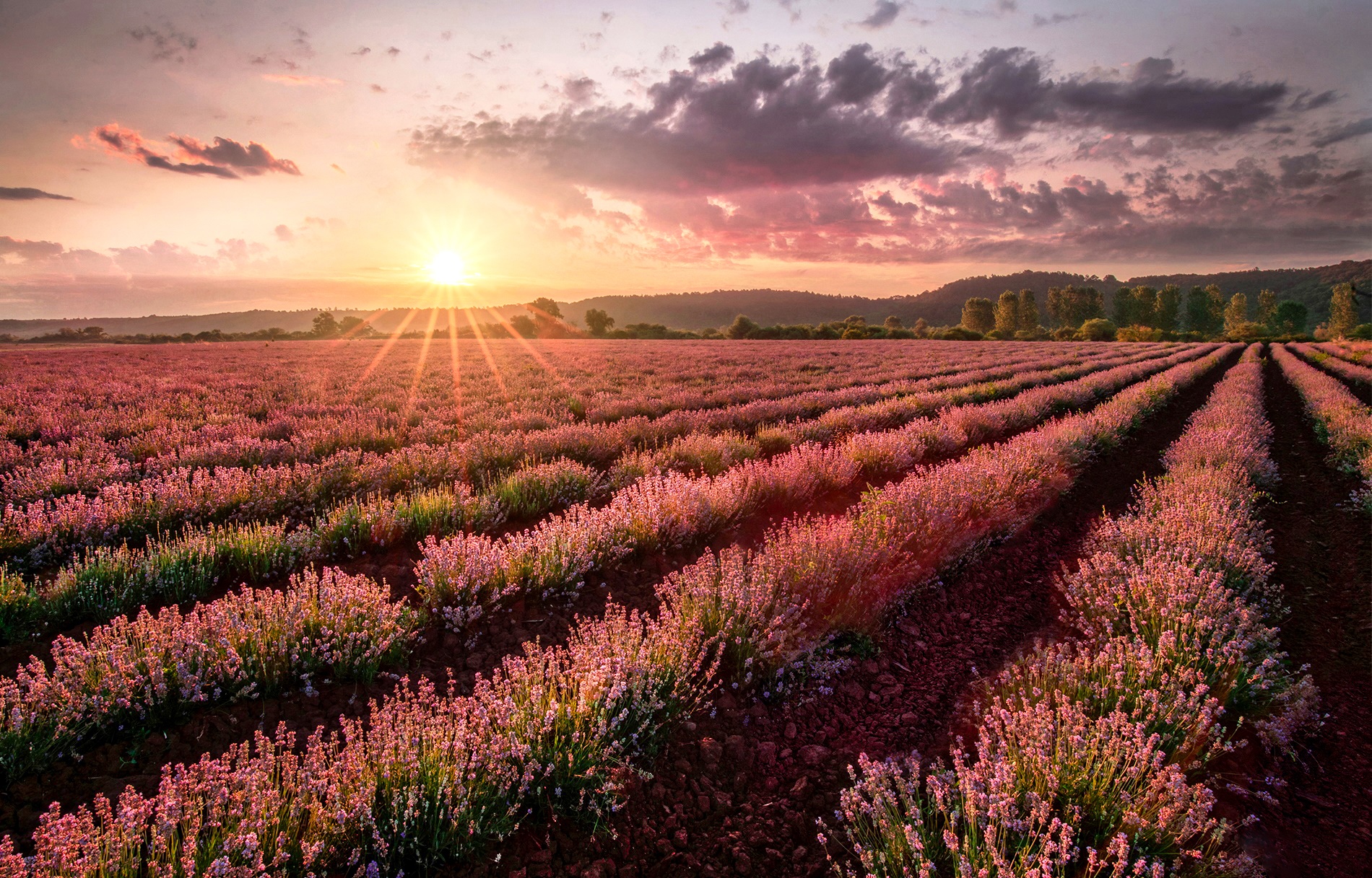 Lavender field at sunset with sun rays HD Wallpaper