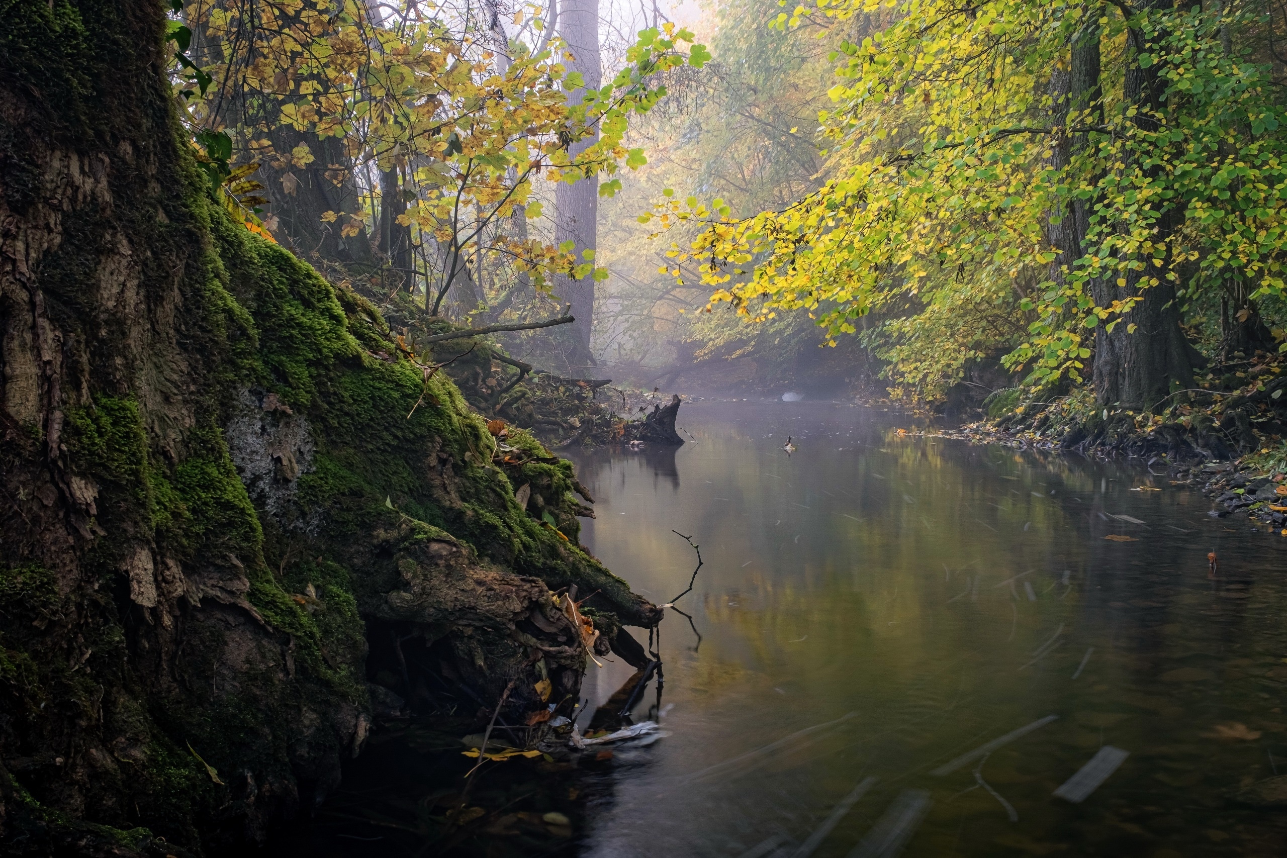 Misty creek flowing through an autumn forest with mossy trees HD Wallpaper
