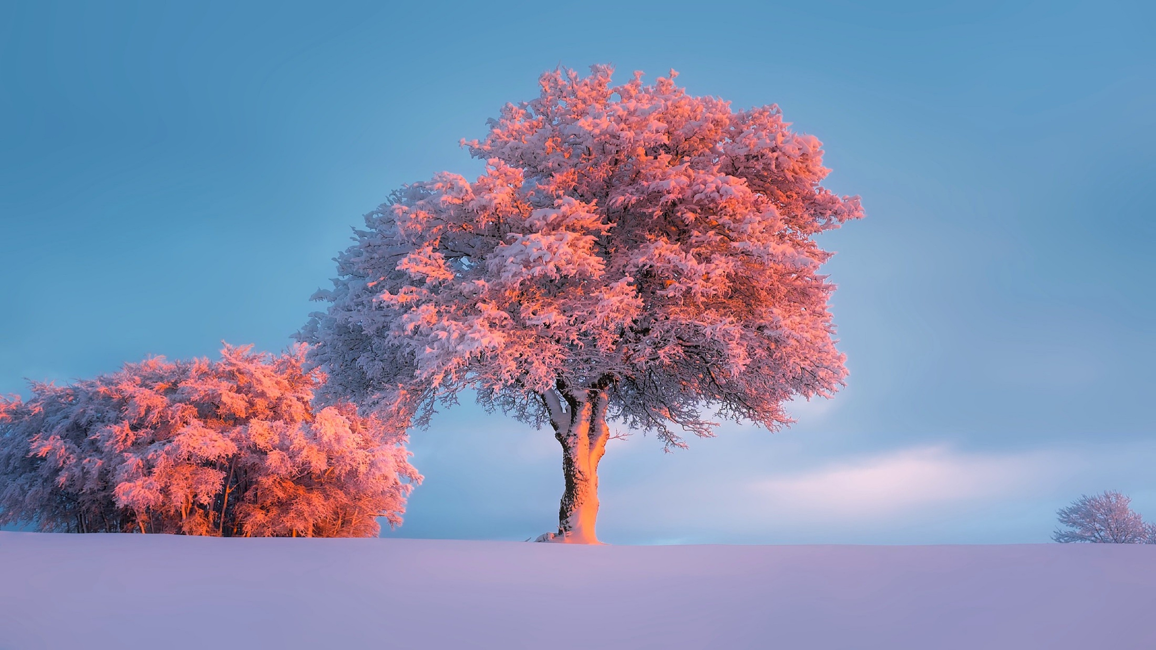 4K winter snow nature trees HD Wallpaper