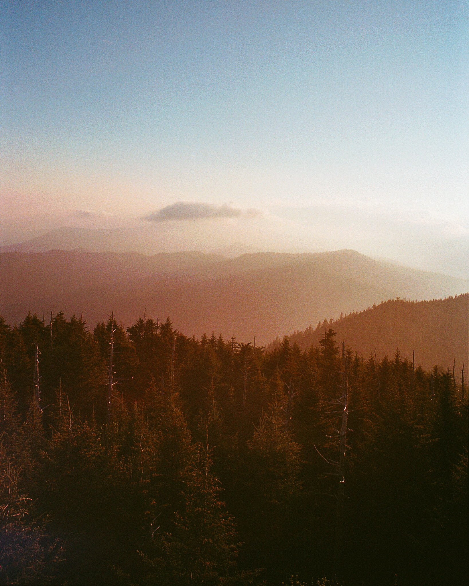 Forest and mountains at sunset HD Phone Wallpaper