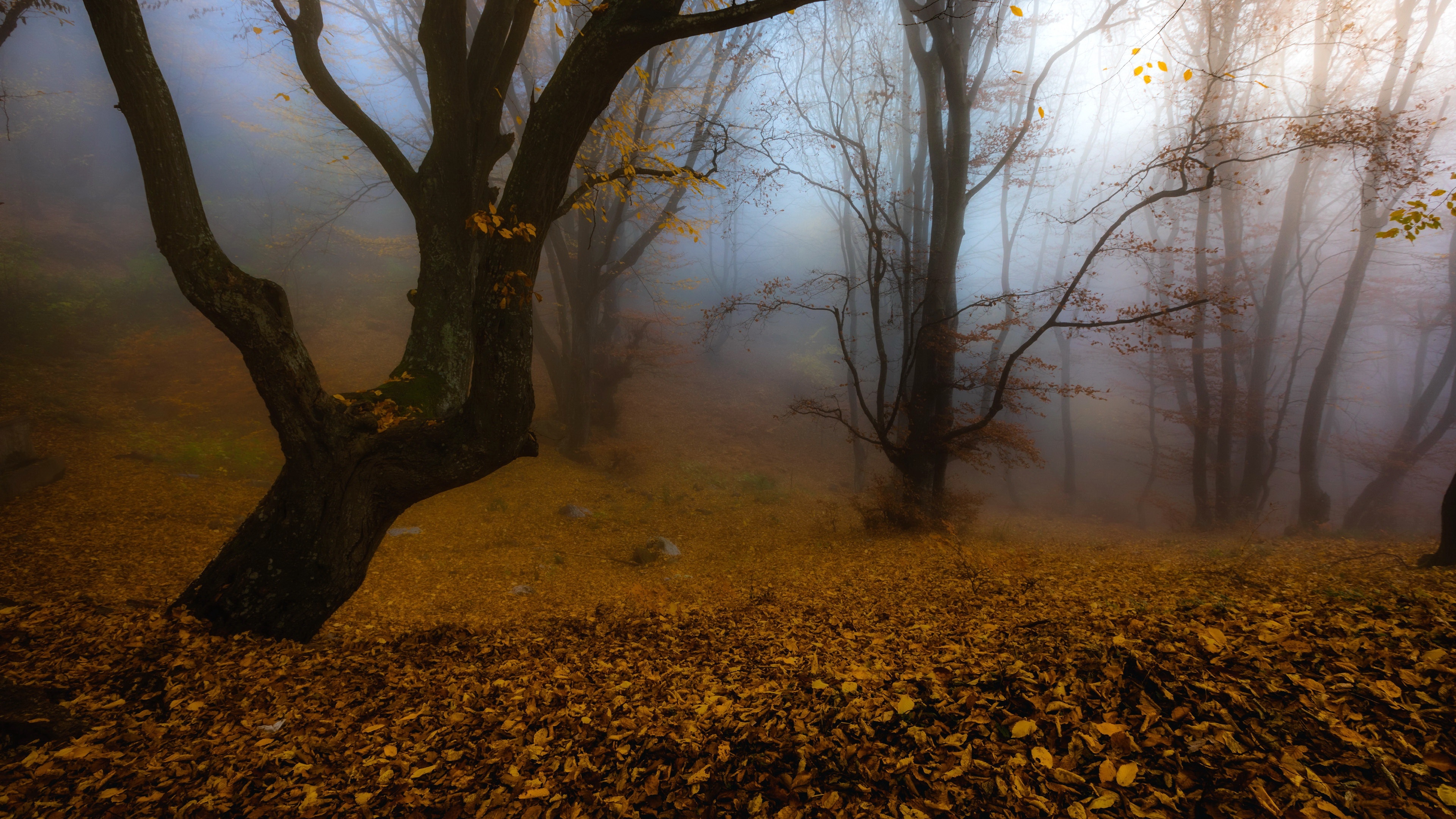 4K fall forest with mist and fallen leaves HD Wallpaper