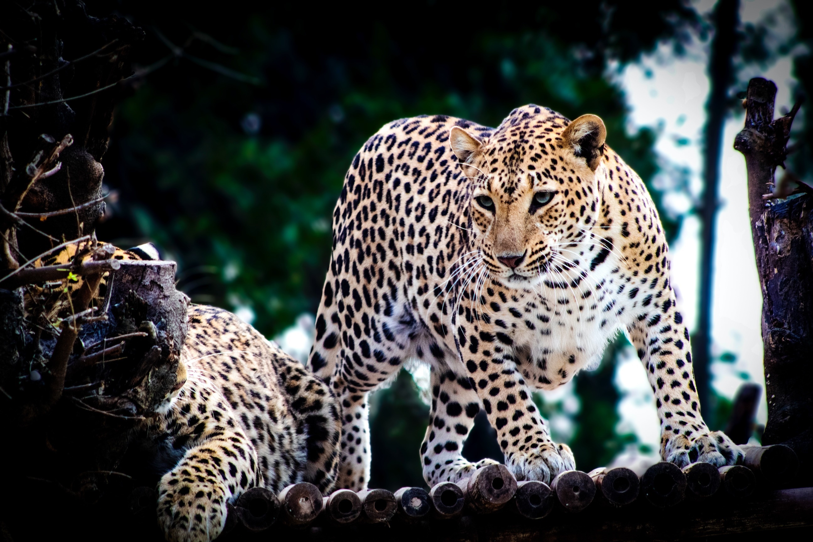 Two leopards on a wooden platform in a forest HD Wallpaper