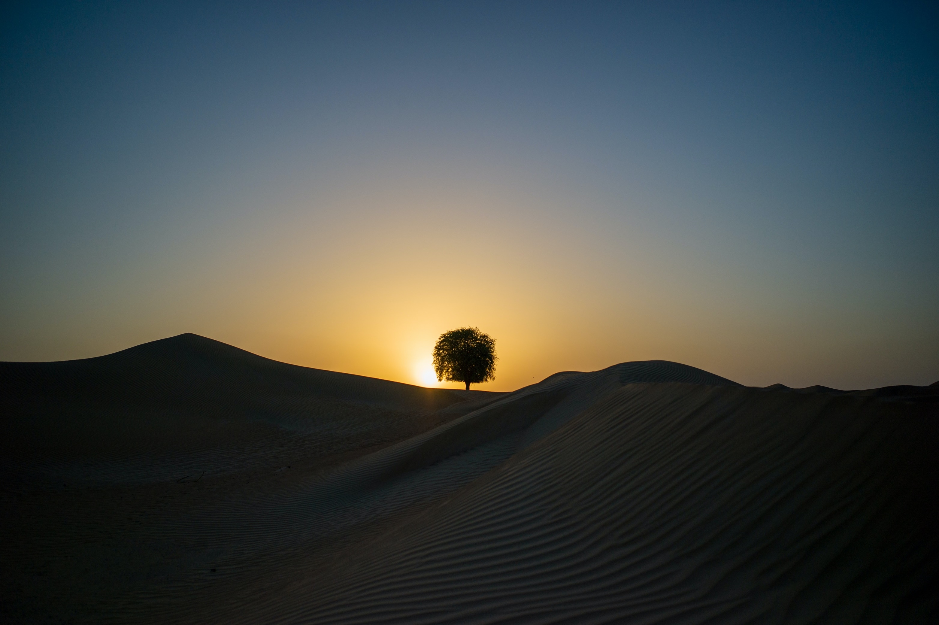 Lone tree in the desert at sunset HD Wallpaper