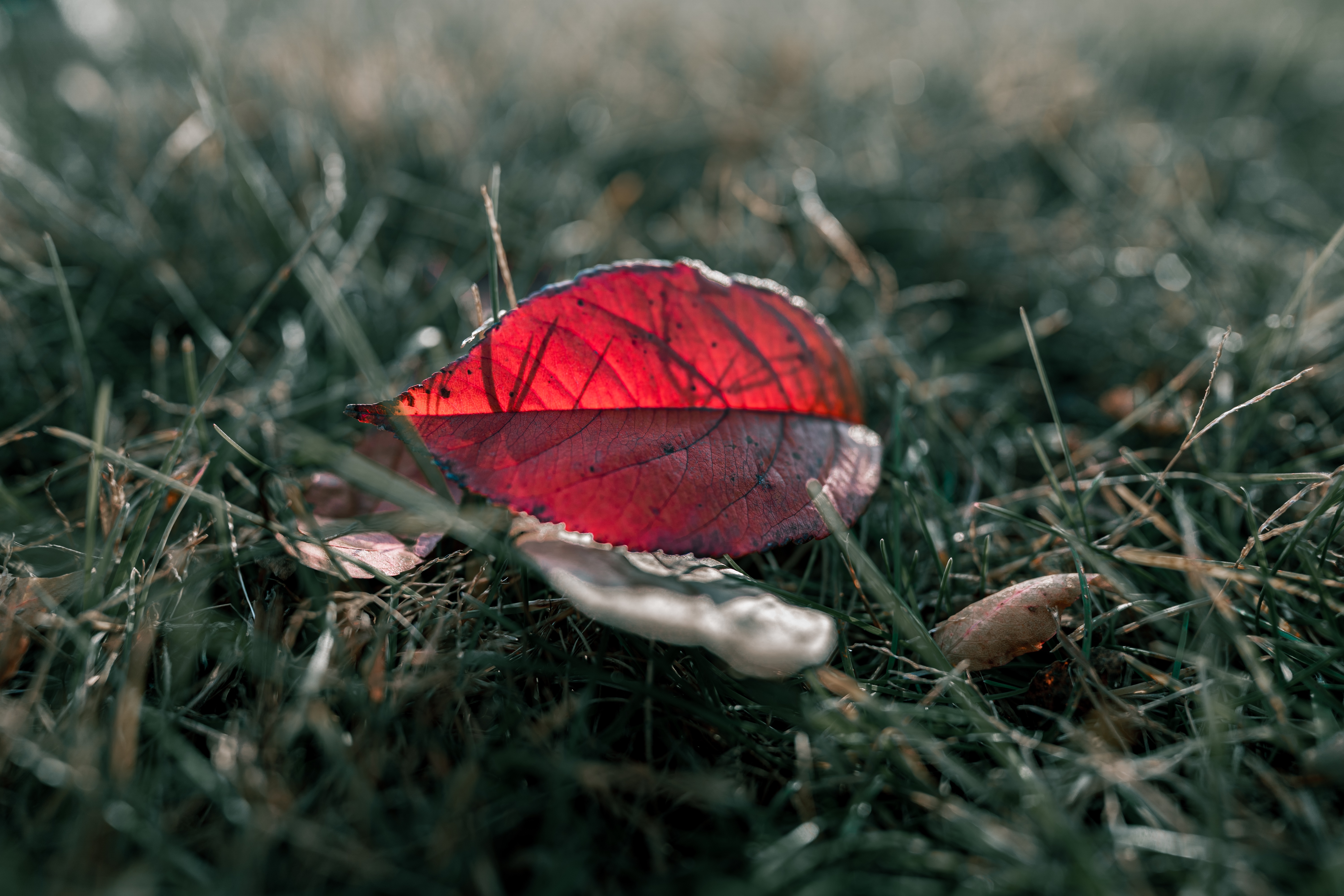Red leaf on grass HD Wallpaper