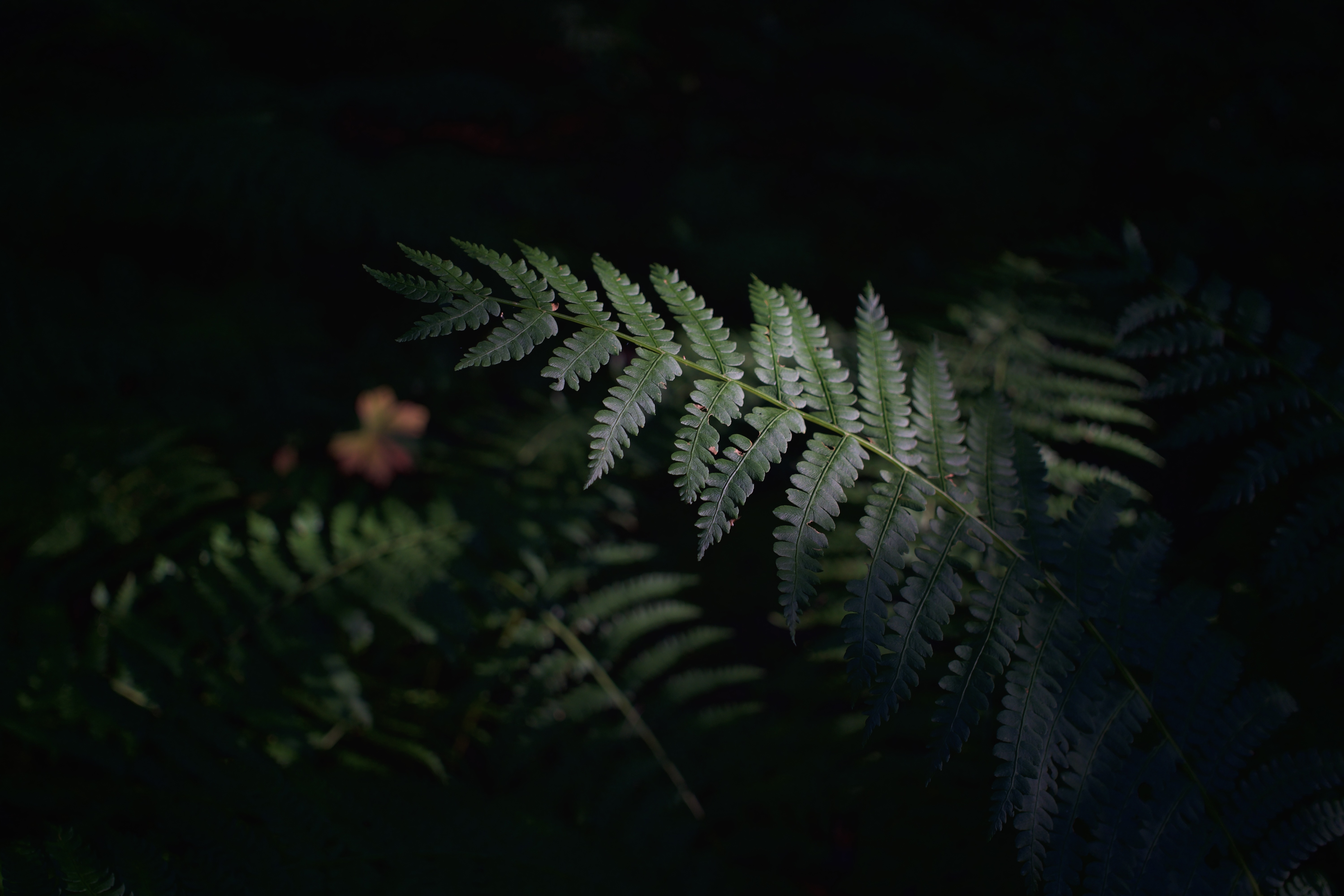 4K fern leaves in dark forest HD Wallpaper