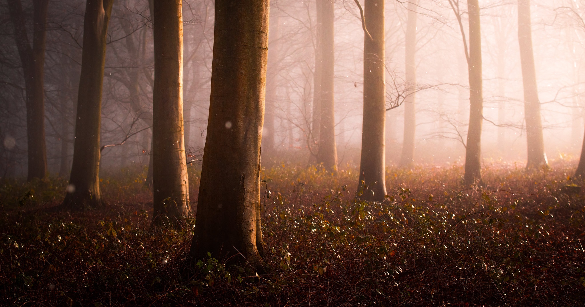Misty forest with sunlit trees and fallen leaves HD Wallpaper