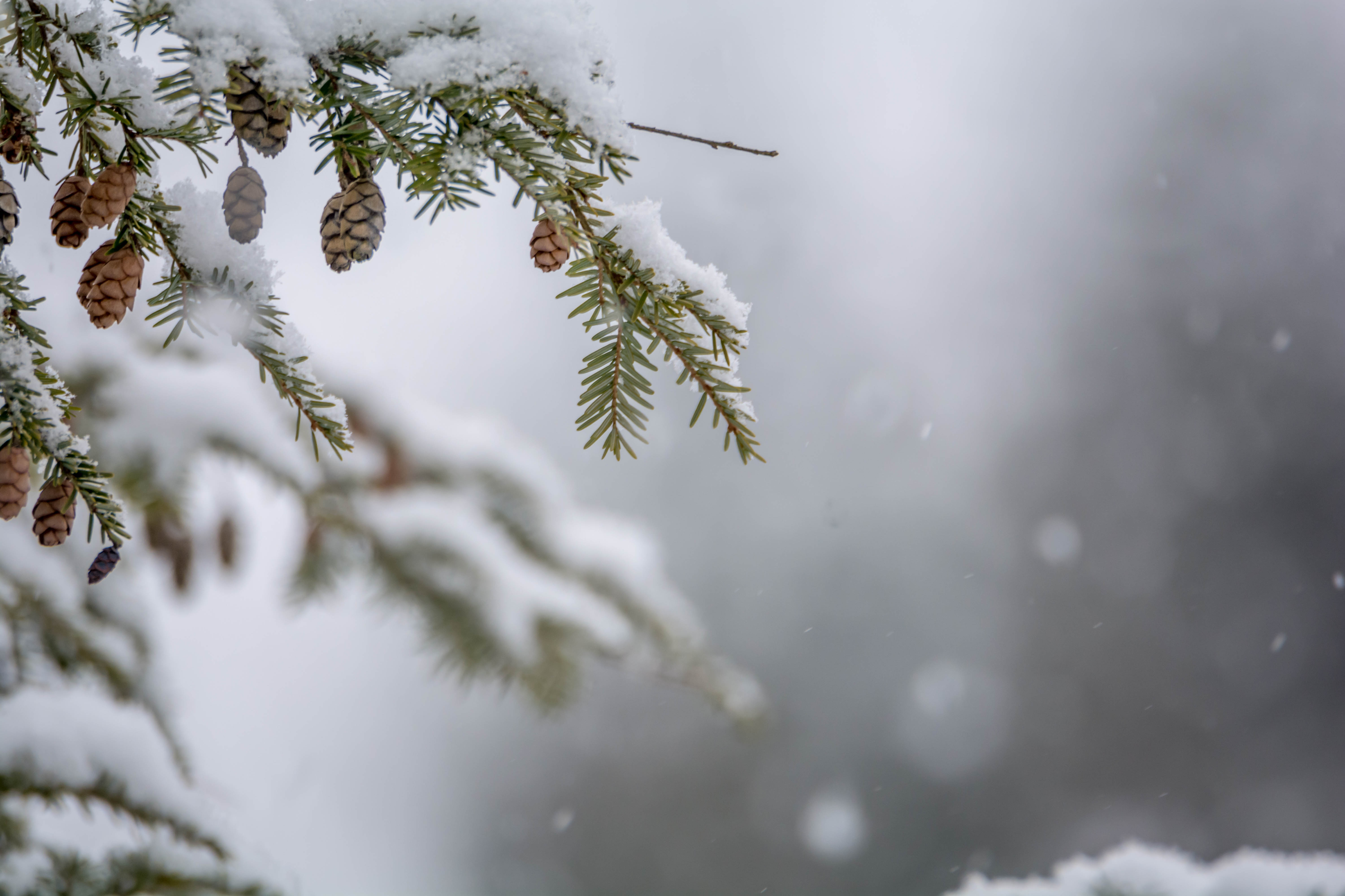 4K Bokeh Winter Snowflakes Snow Nature Pine Trees Pine Cones 4K Bokeh Winter Snowflakes Snow Nature Pine Trees Pine Cones