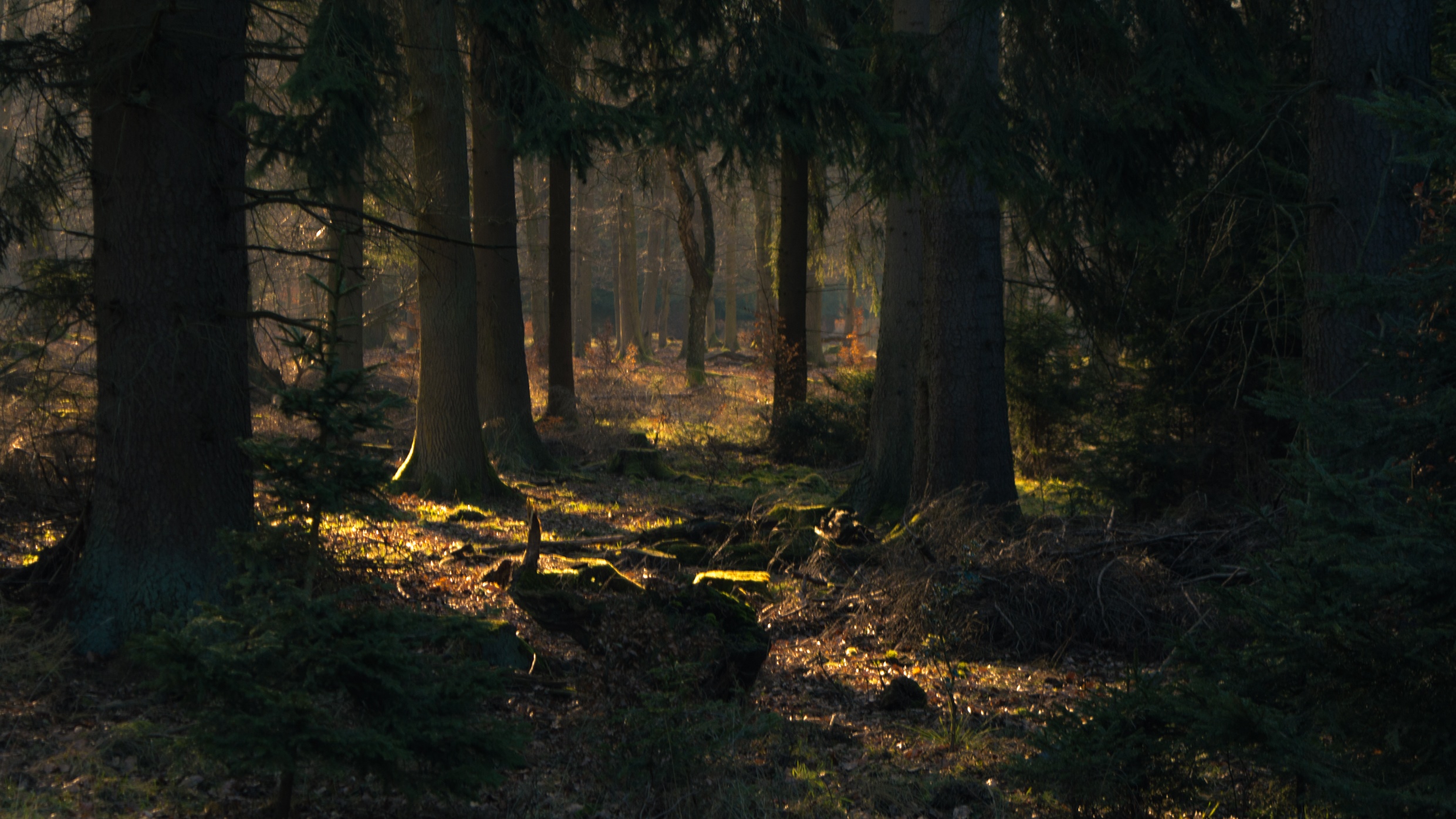 Sunlight filtering through trees in a forest HD Wallpaper