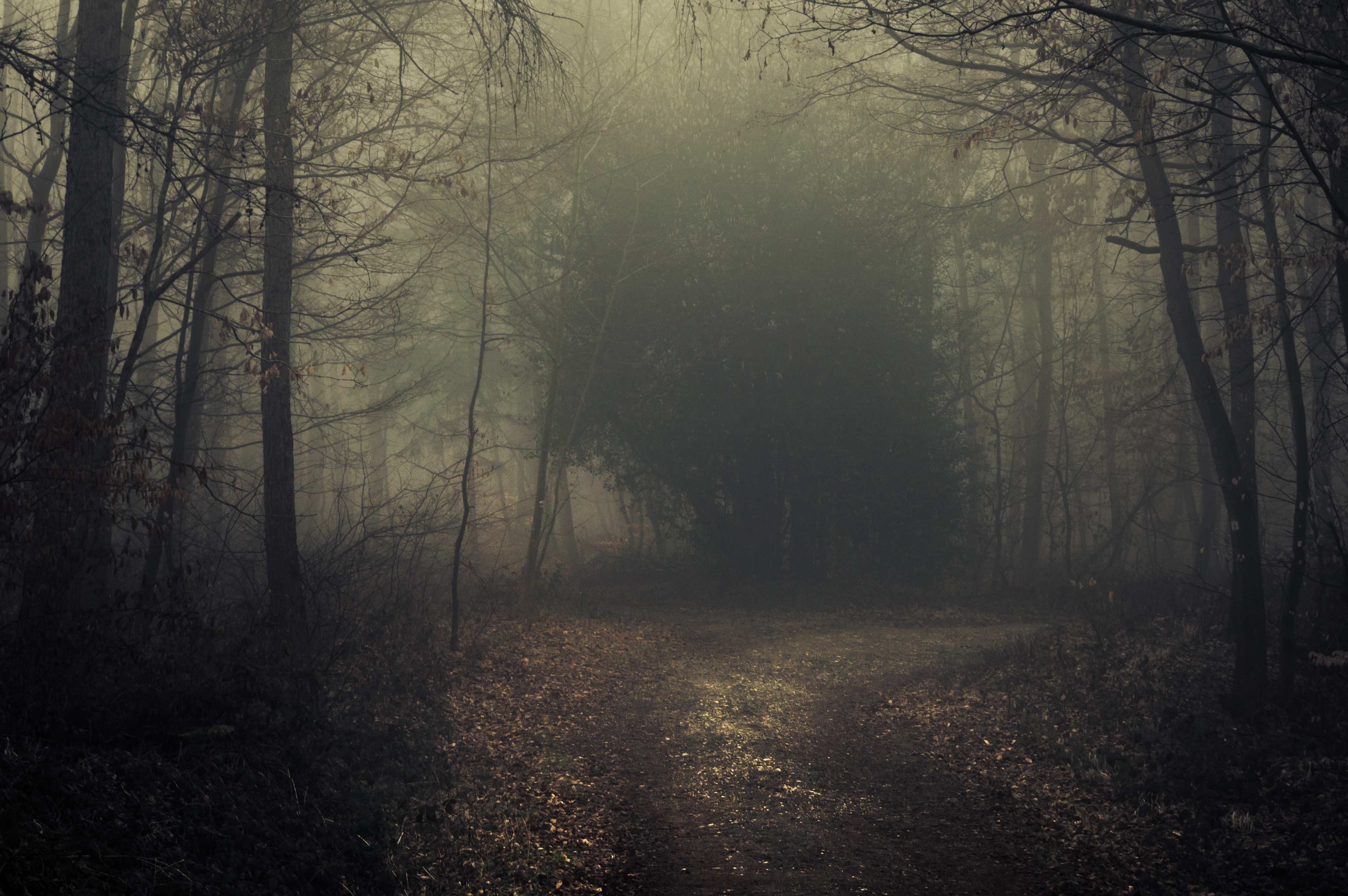 4K forest path with mist and trees HD Wallpaper