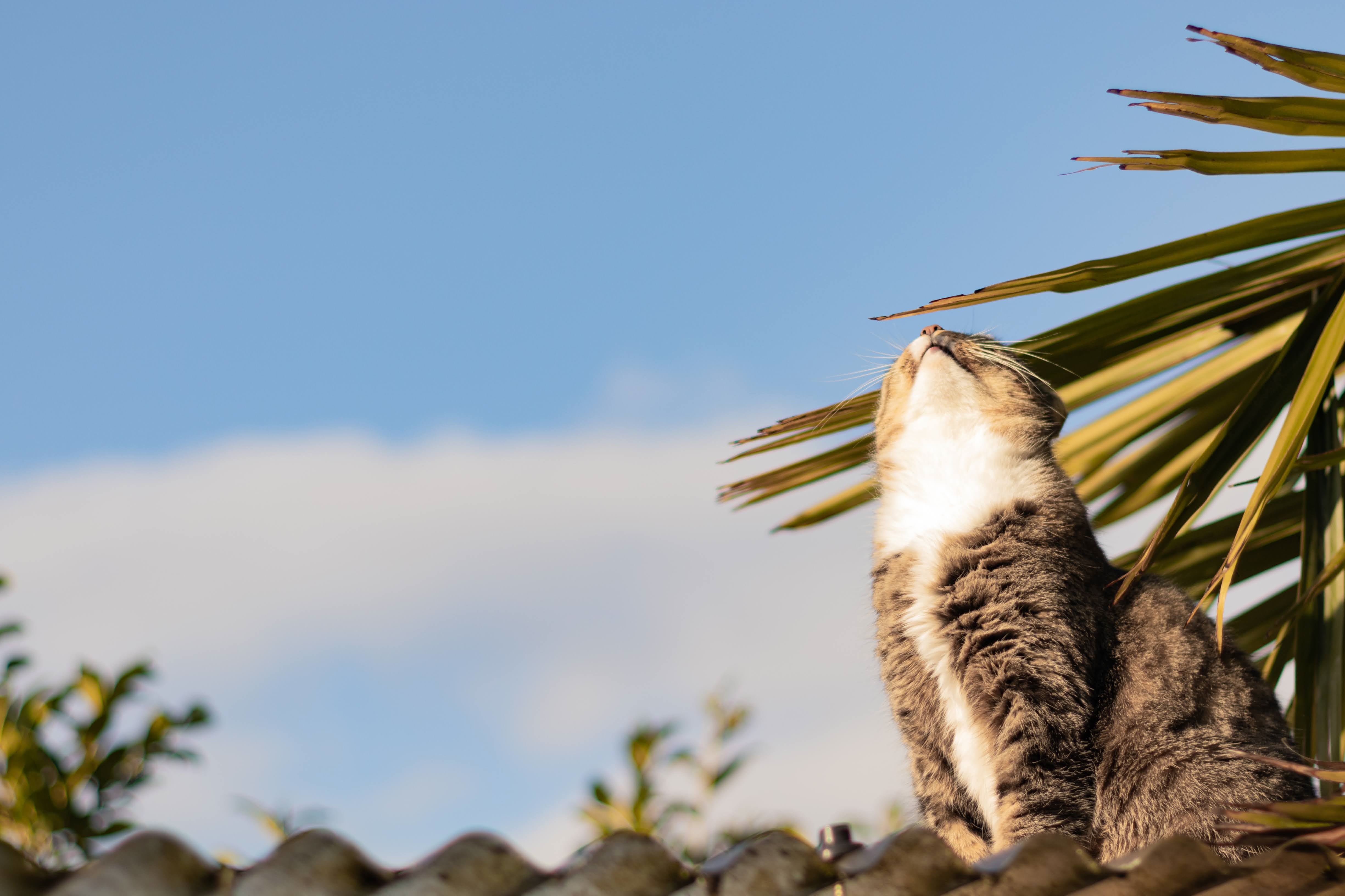 Cat looking up at palm leaves on a roof HD Wallpaper