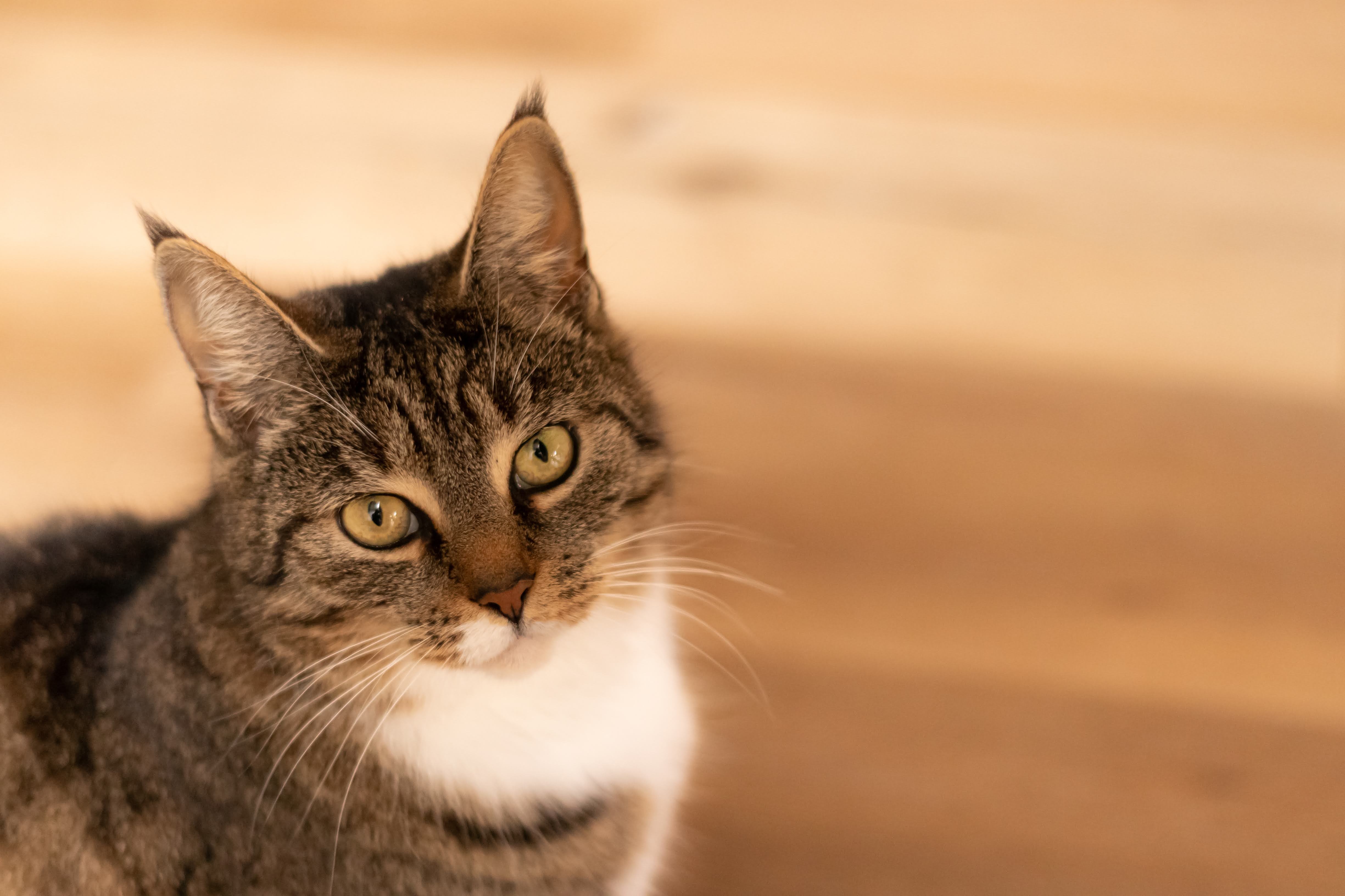 Tabby cat with white chest in warm light HD Wallpaper