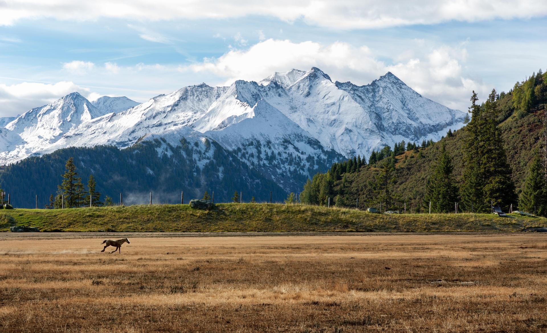 Horse running in a field with snow-capped mountains HD Wallpaper