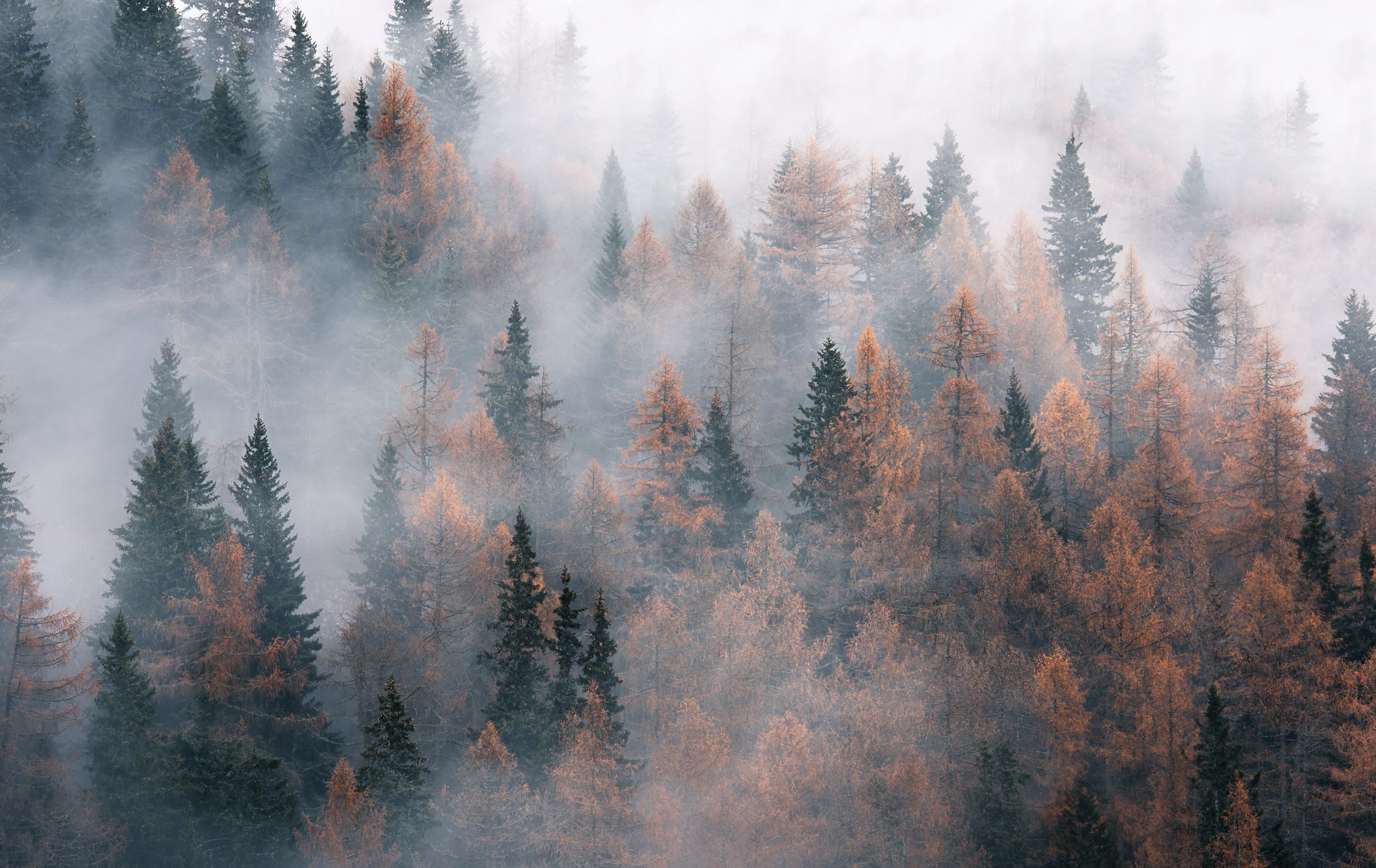 Misty forest with autumn trees and pine trees HD Wallpaper