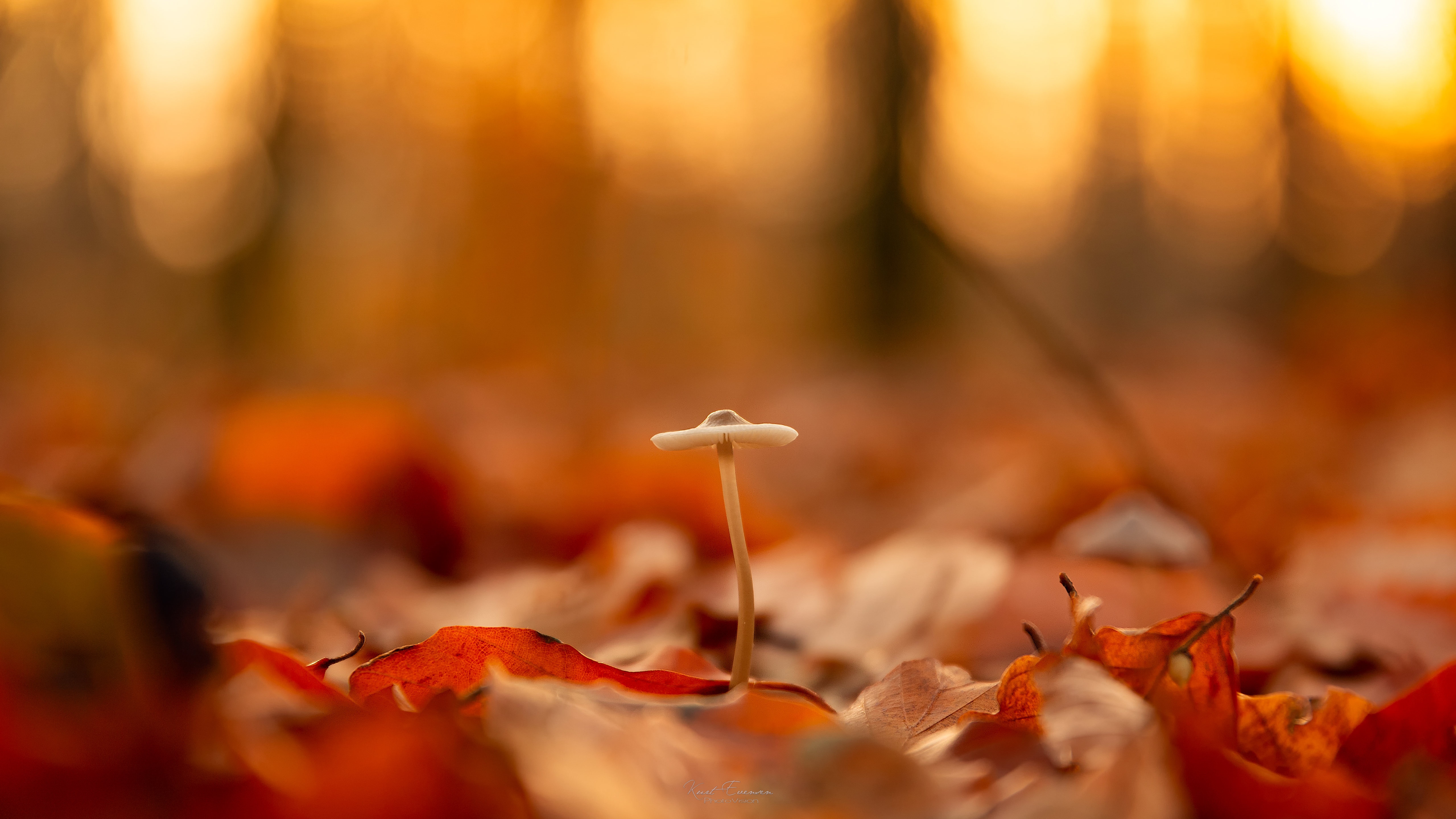 Macro view of a small mushroom in autumn leaves HD Wallpaper