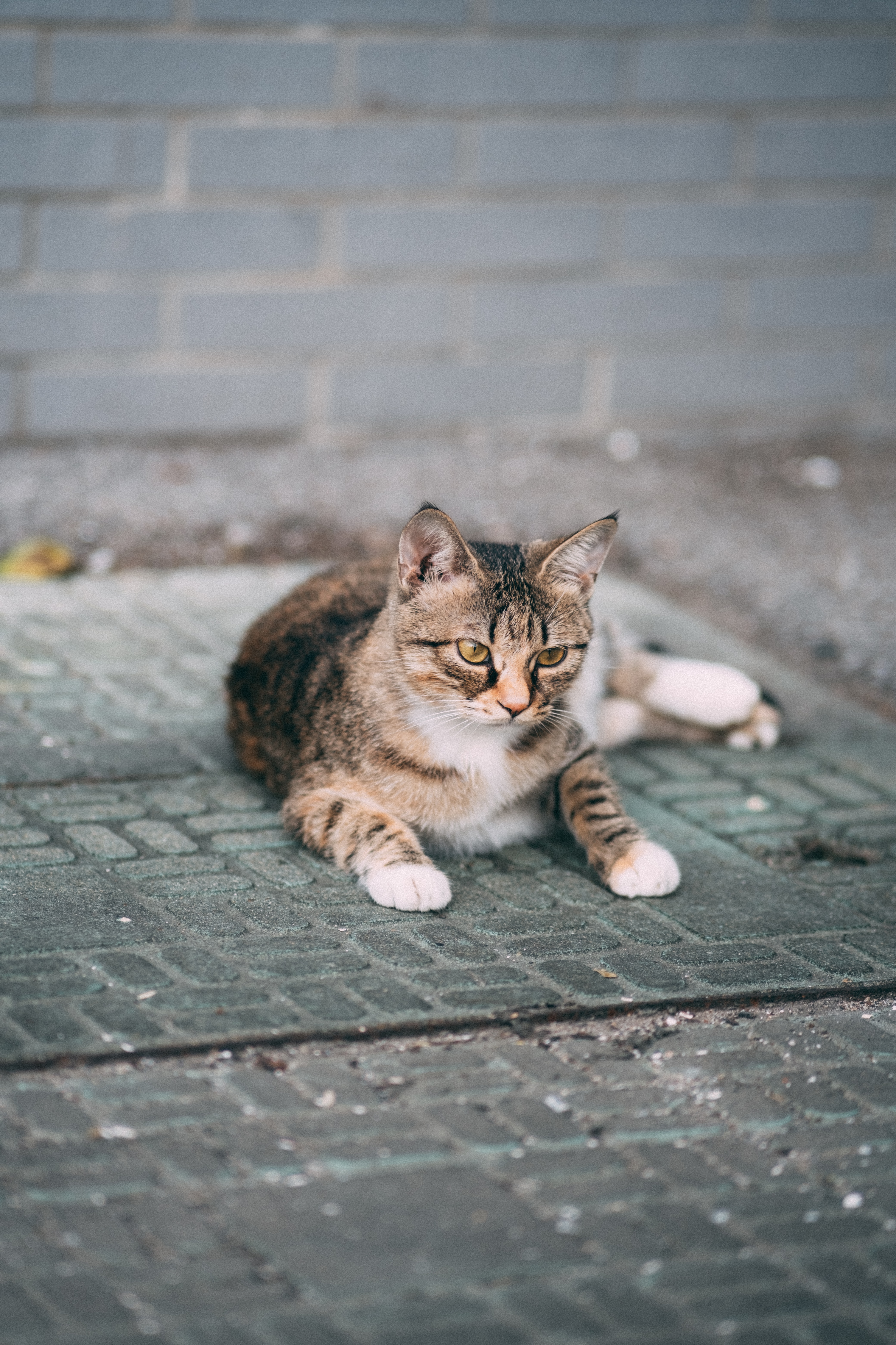 4K tabby cat lying on pavement HD Phone Wallpaper