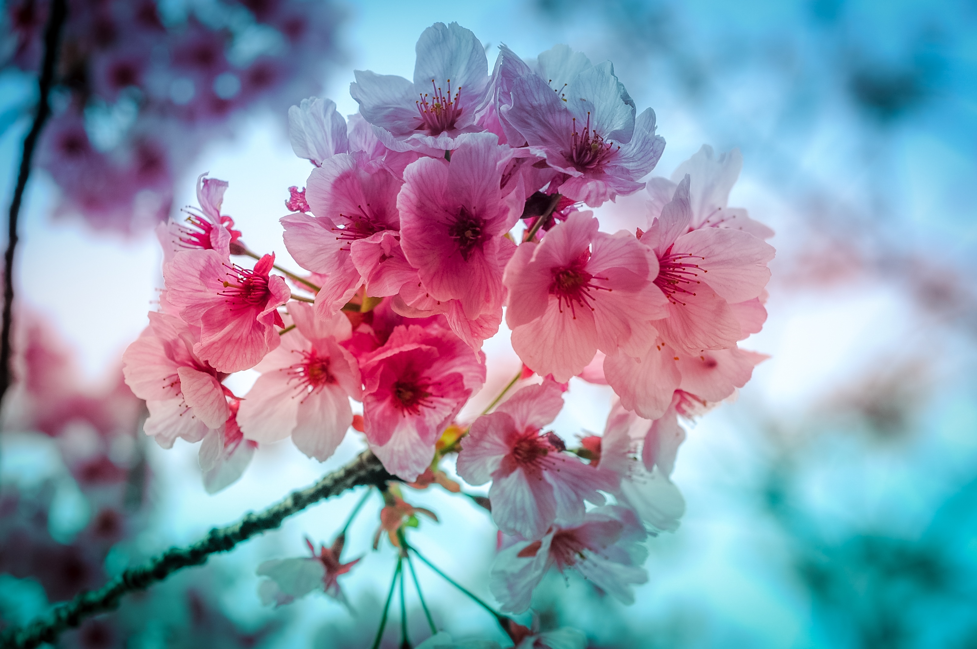Pink cherry blossoms on a branch HD Wallpaper