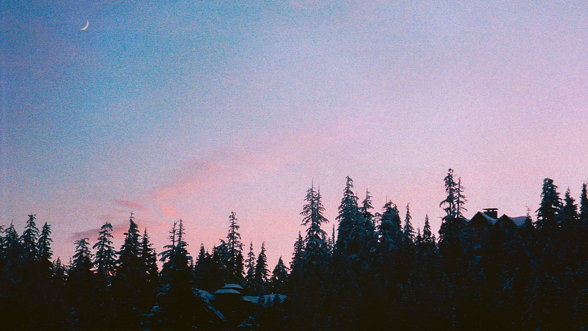 Silhouette of pine trees against a twilight sky with a crescent moon HD Wallpaper
