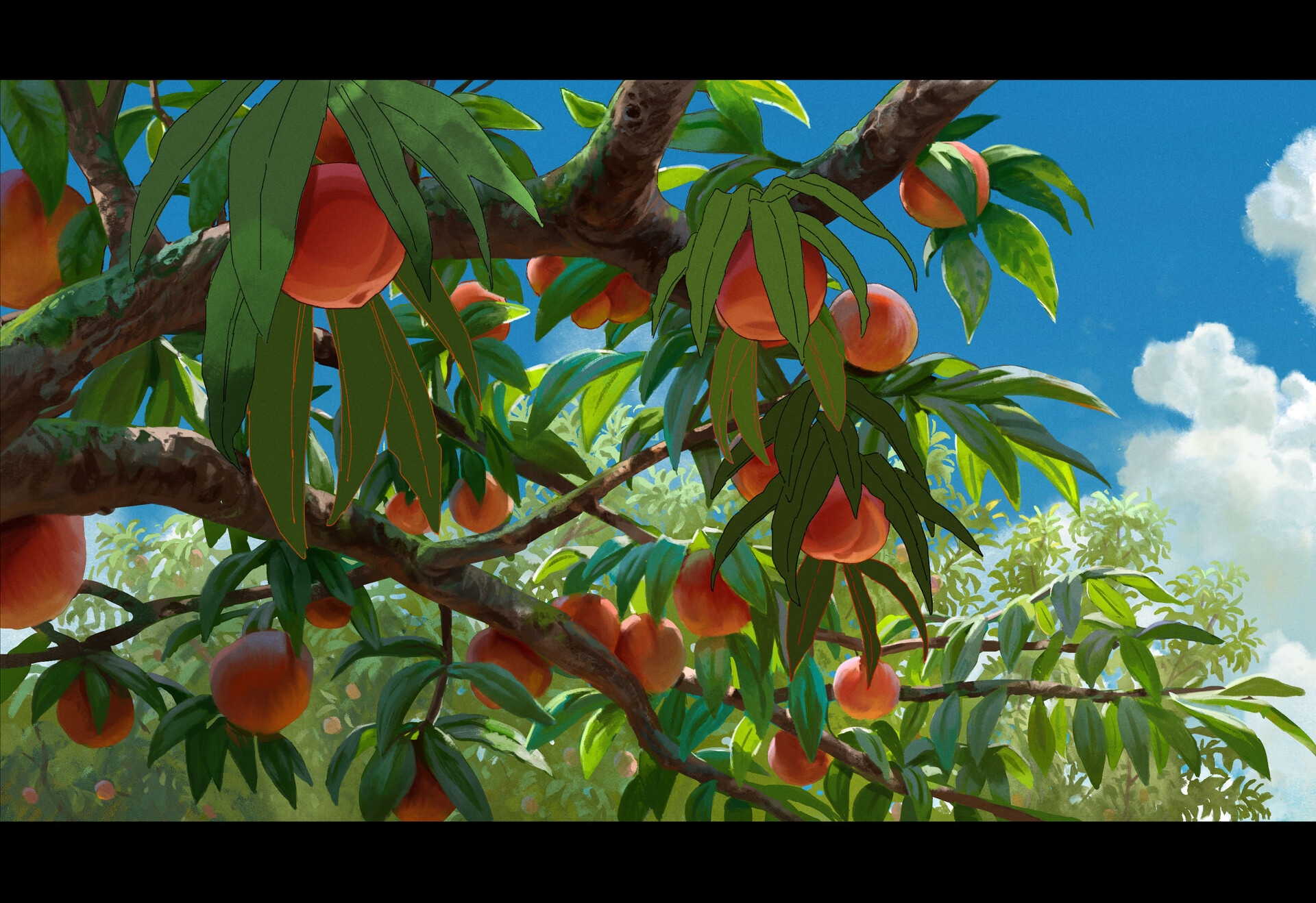 Peaches on a tree branch with blue sky HD Wallpaper