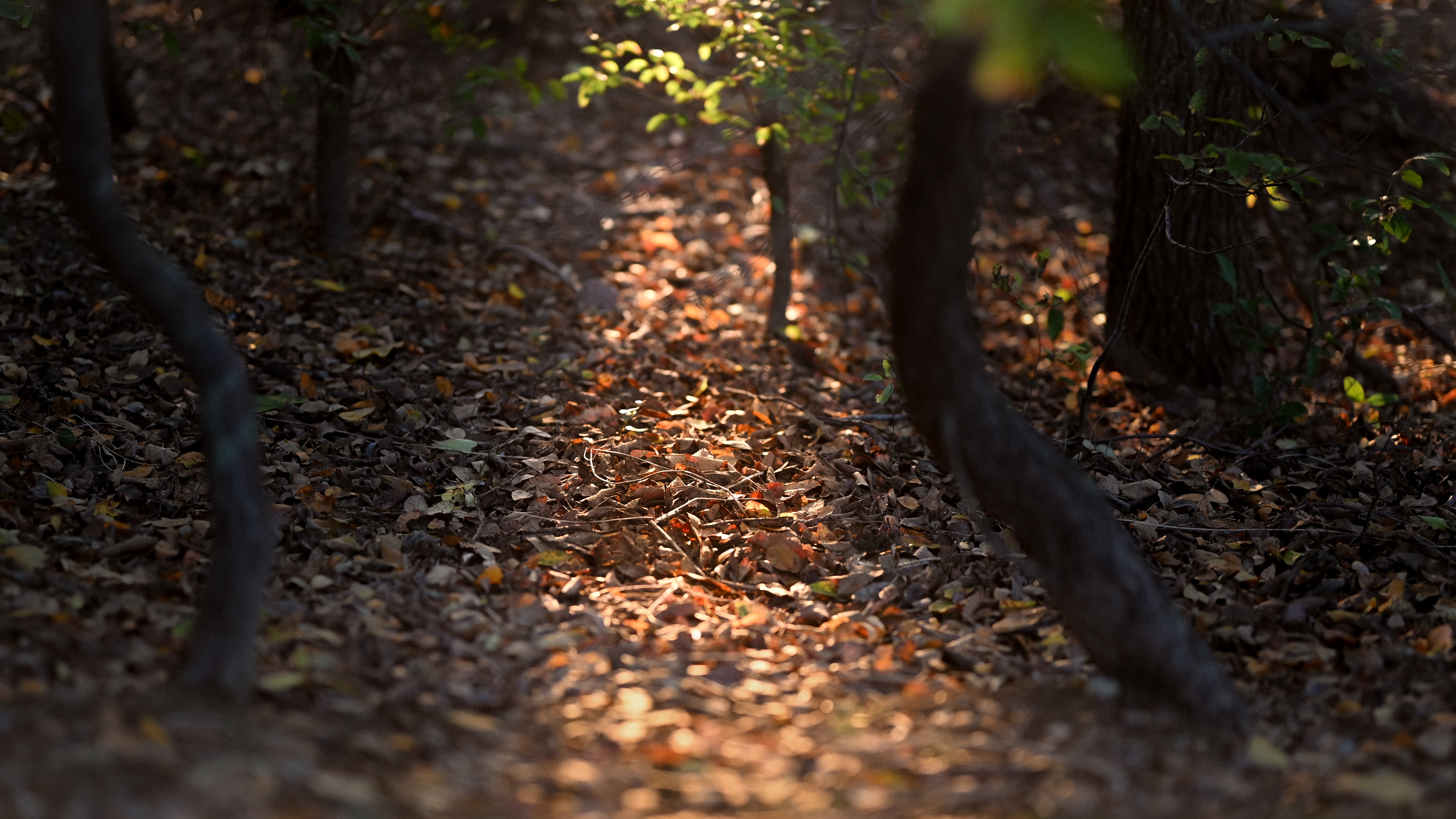 Sunlight filtering through trees onto a forest floor covered in leaves HD Wallpaper