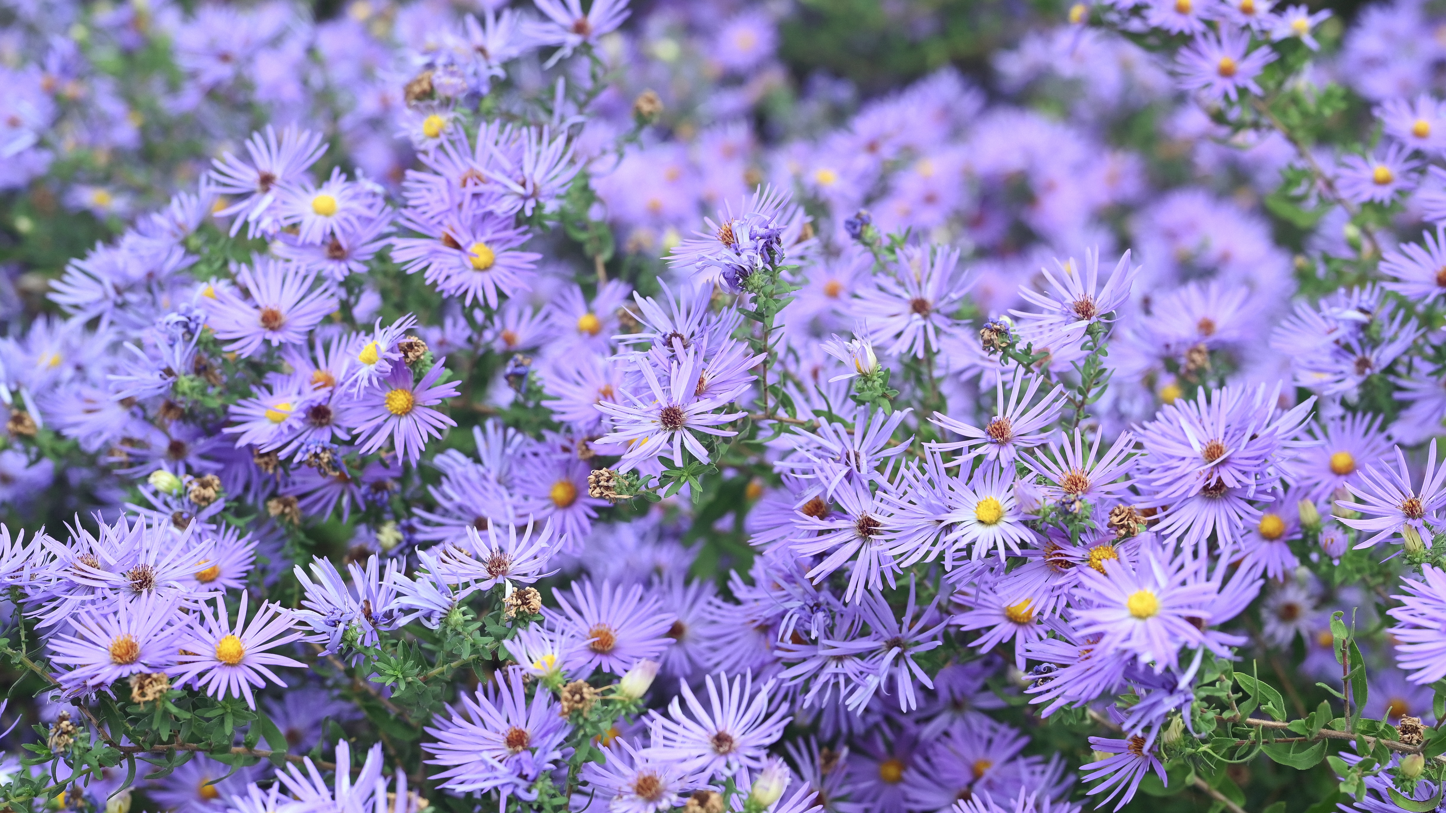 4K purple flowers in nature HD Wallpaper