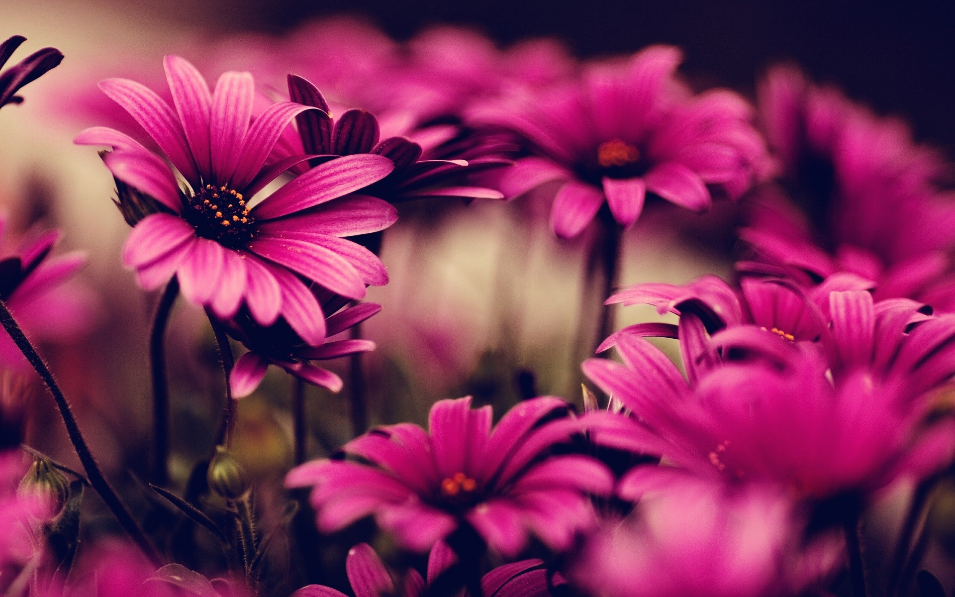 Close-up of vibrant pink daisy-like flowers HD Wallpaper
